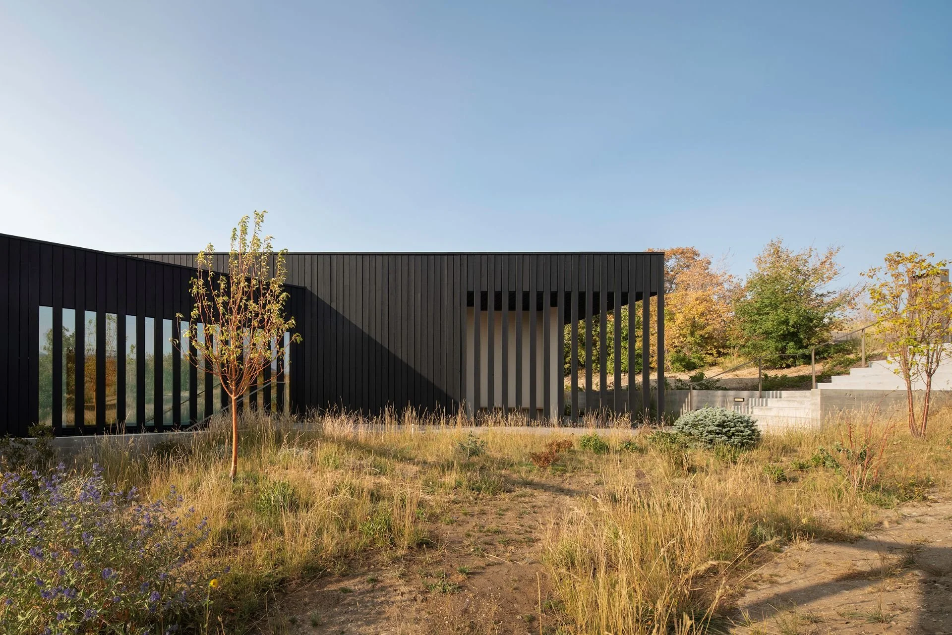 Wabi-Sabi residence exterior with vertical dark cedar slats and native landscape designed by Sparano + Mooney Architecture