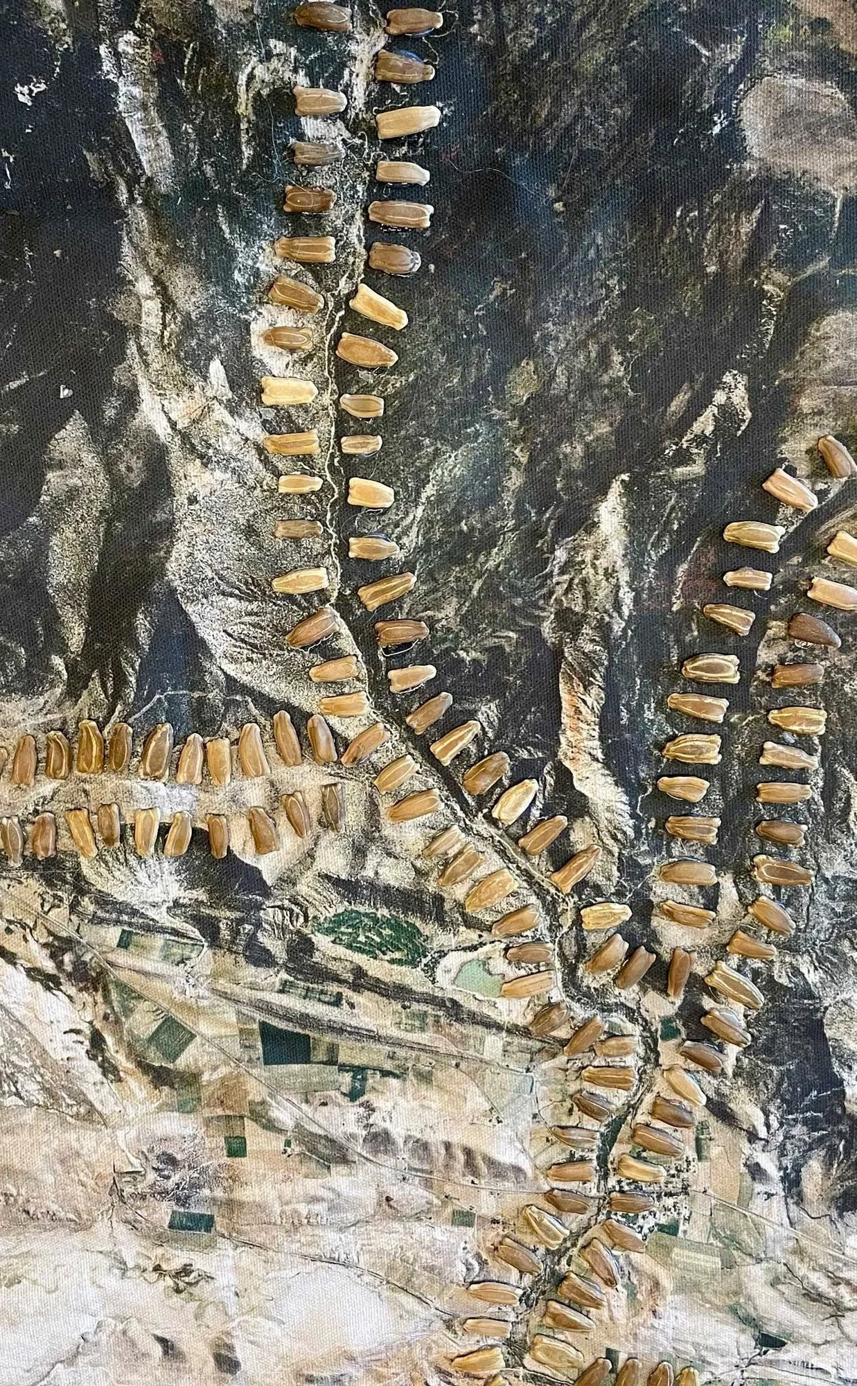Bird skull with rows of teeth arranged along the jawline on a dark textured surface.