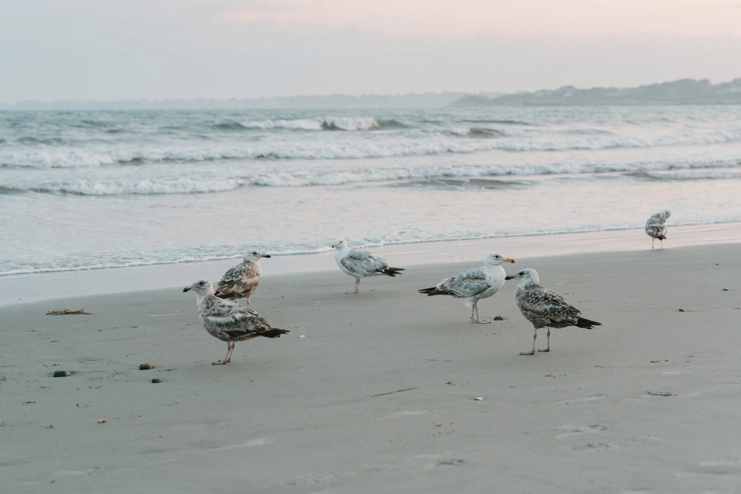 Seagulls on a sandy beach near the shoreline, with waves in the background and a cloudy sky.