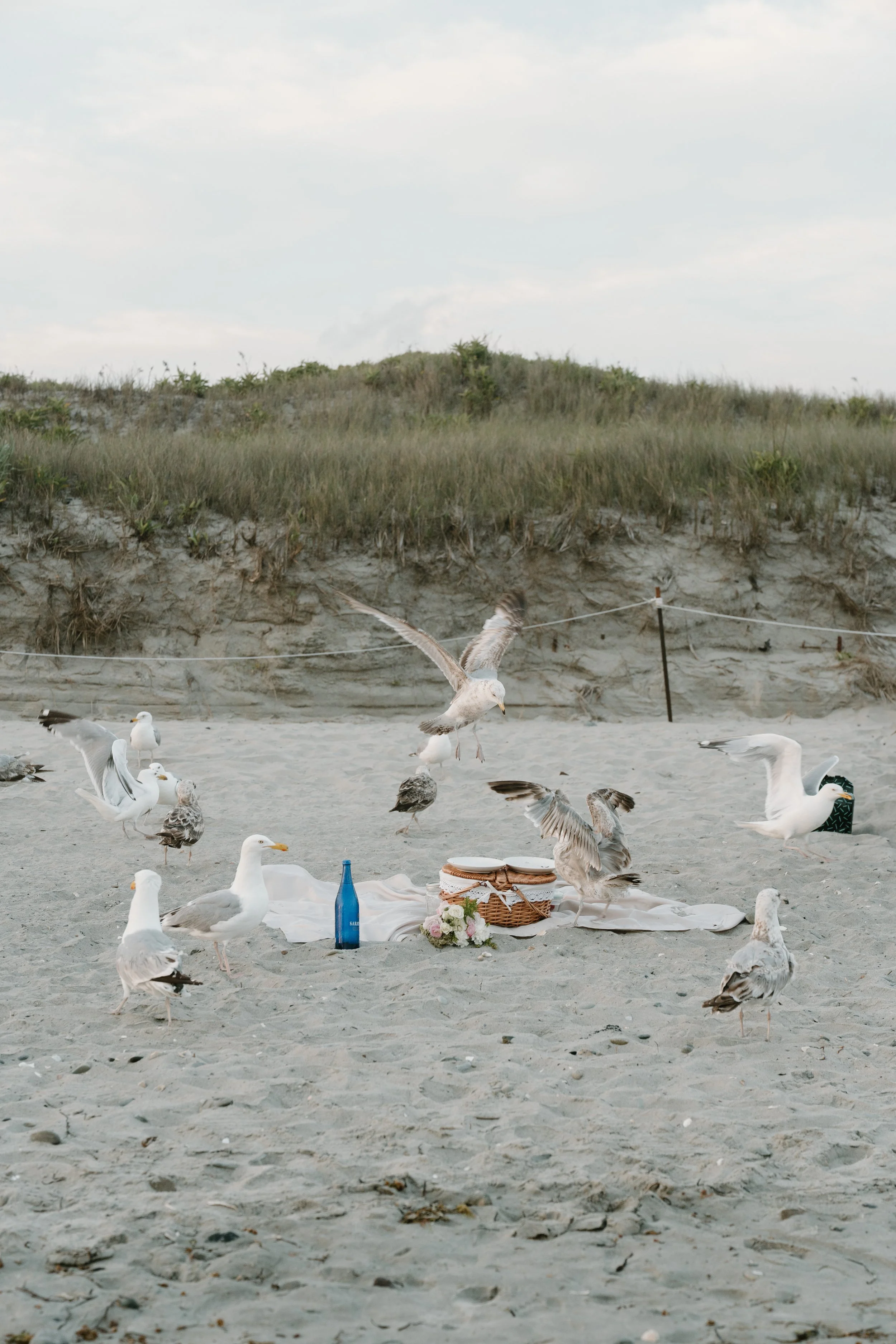 Seagulls gathered around an arranged picnic setup on the beach with a blanket, flowers, a bottle, and a picnic basket, some birds flying and others standing on the sand with grassy dunes at an elopement at Second Beach in Rhode Island.