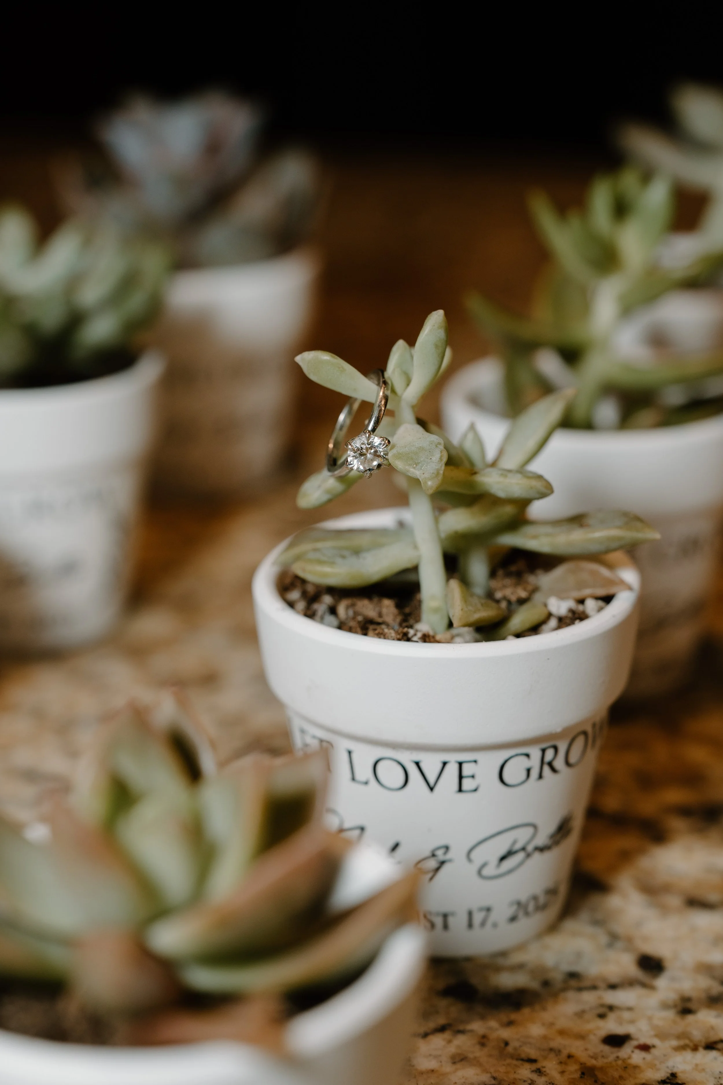 Close-up of a succulent plant in a white pot with black writing, a ring with a diamond on top of the plant, and other similar succulents in the background for a wedding at Tunxis Country Club in Connecticut. 
