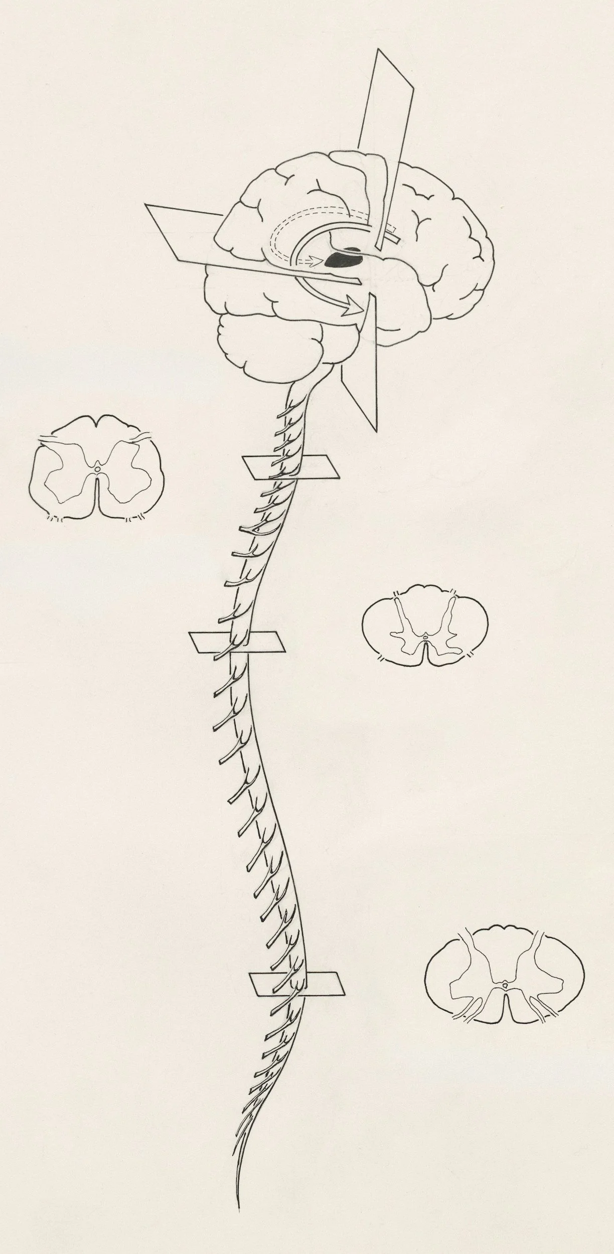 The Nervous System Remembers What the Mind Forgot