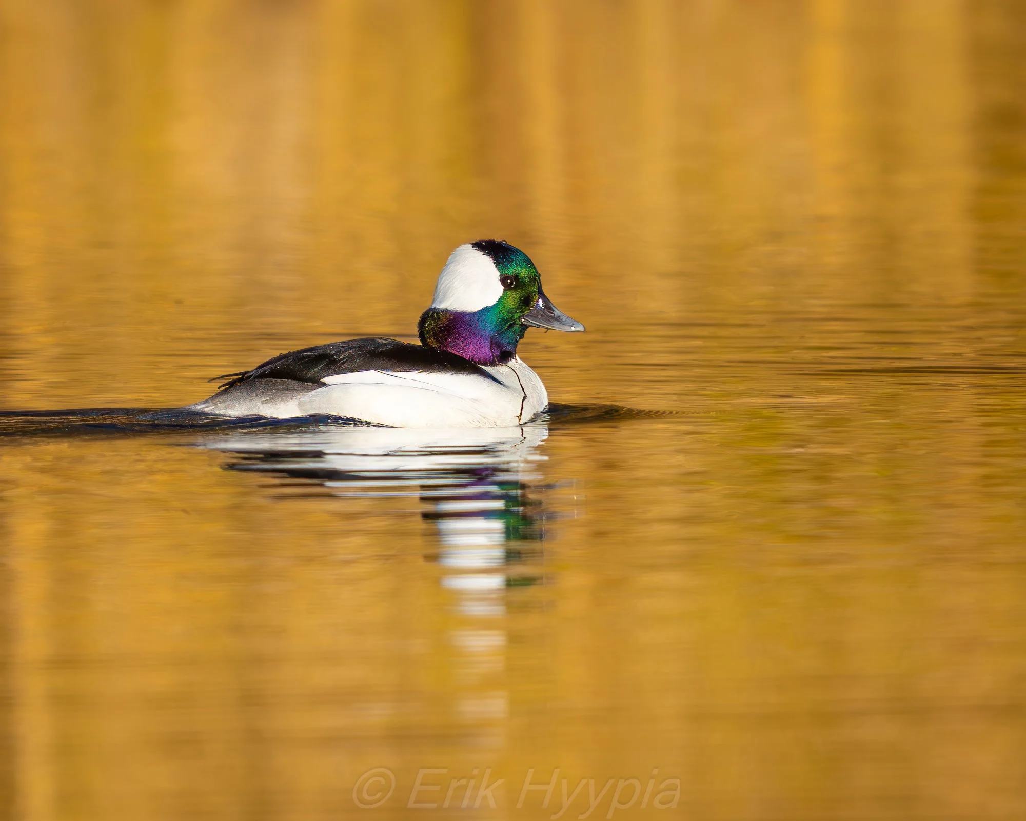 Bufflehead