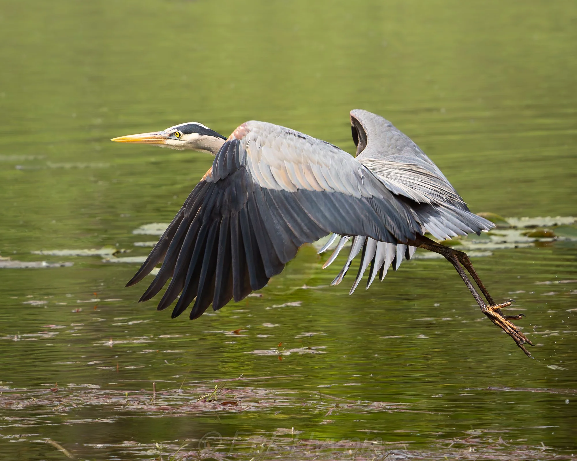 Great Blue Heron and Redwing #3