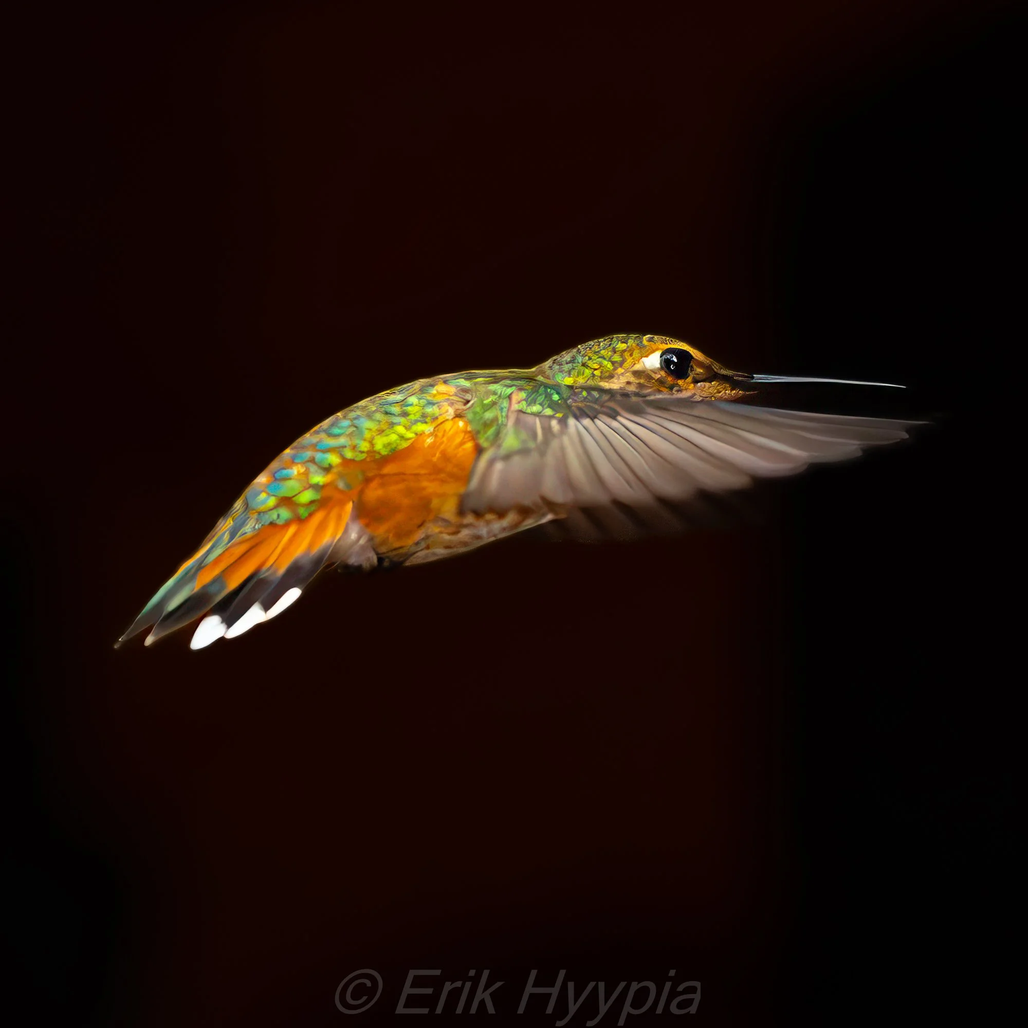 Rufous Hummingbird