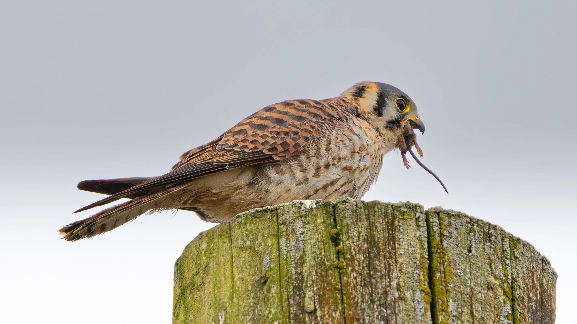 Kestrel and Vole #2