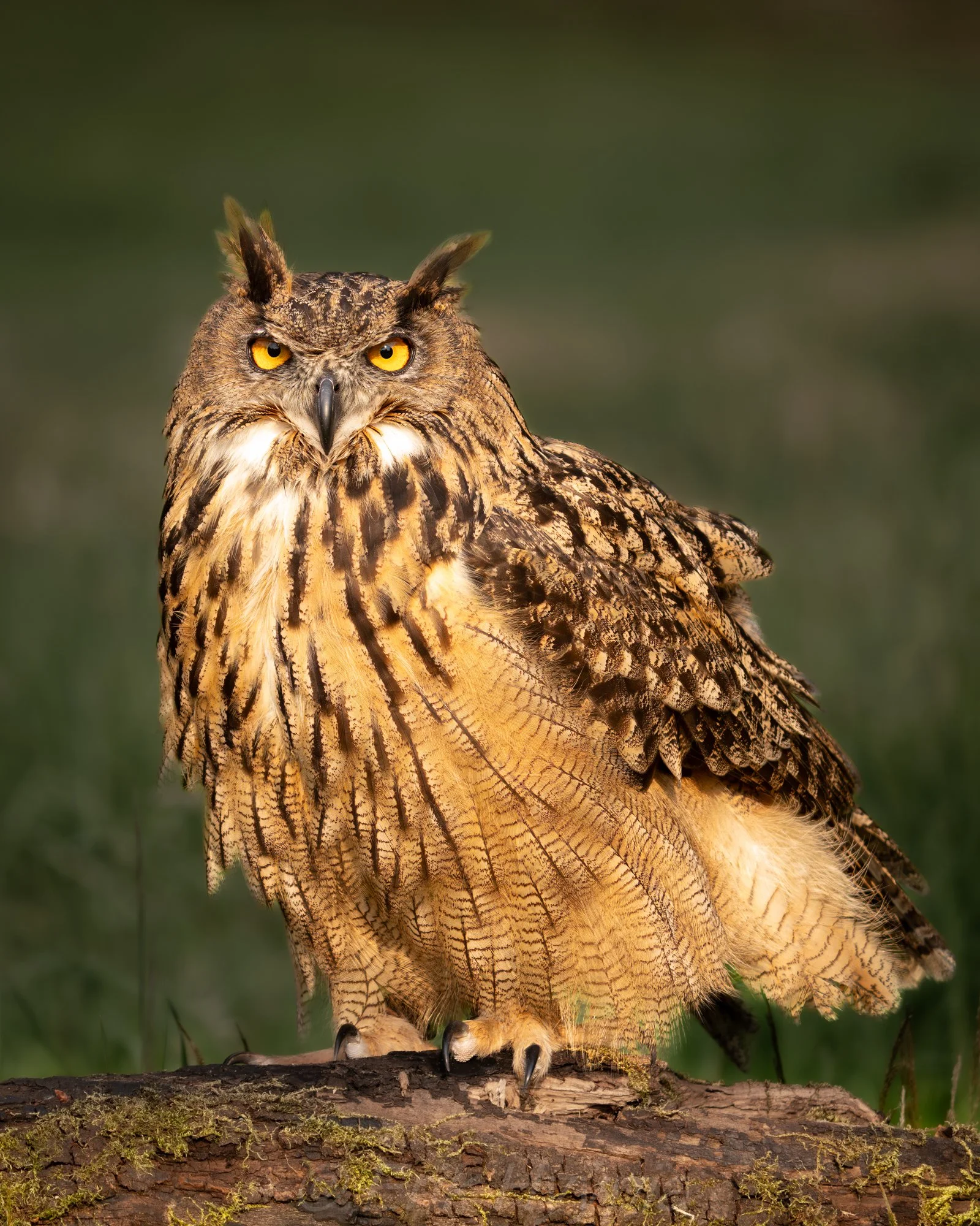 Eurasian Eagle Owl #1