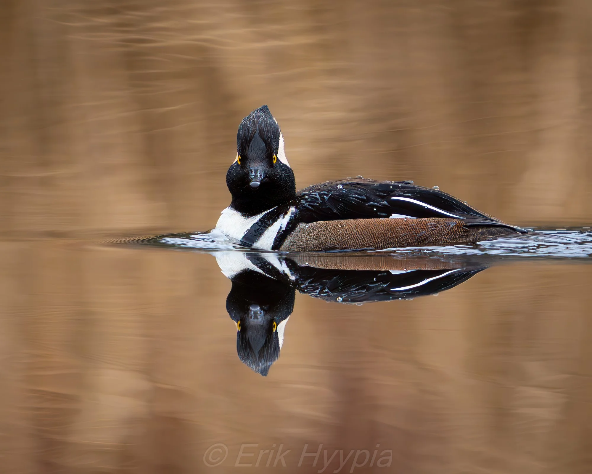 Hooded Merganser #2