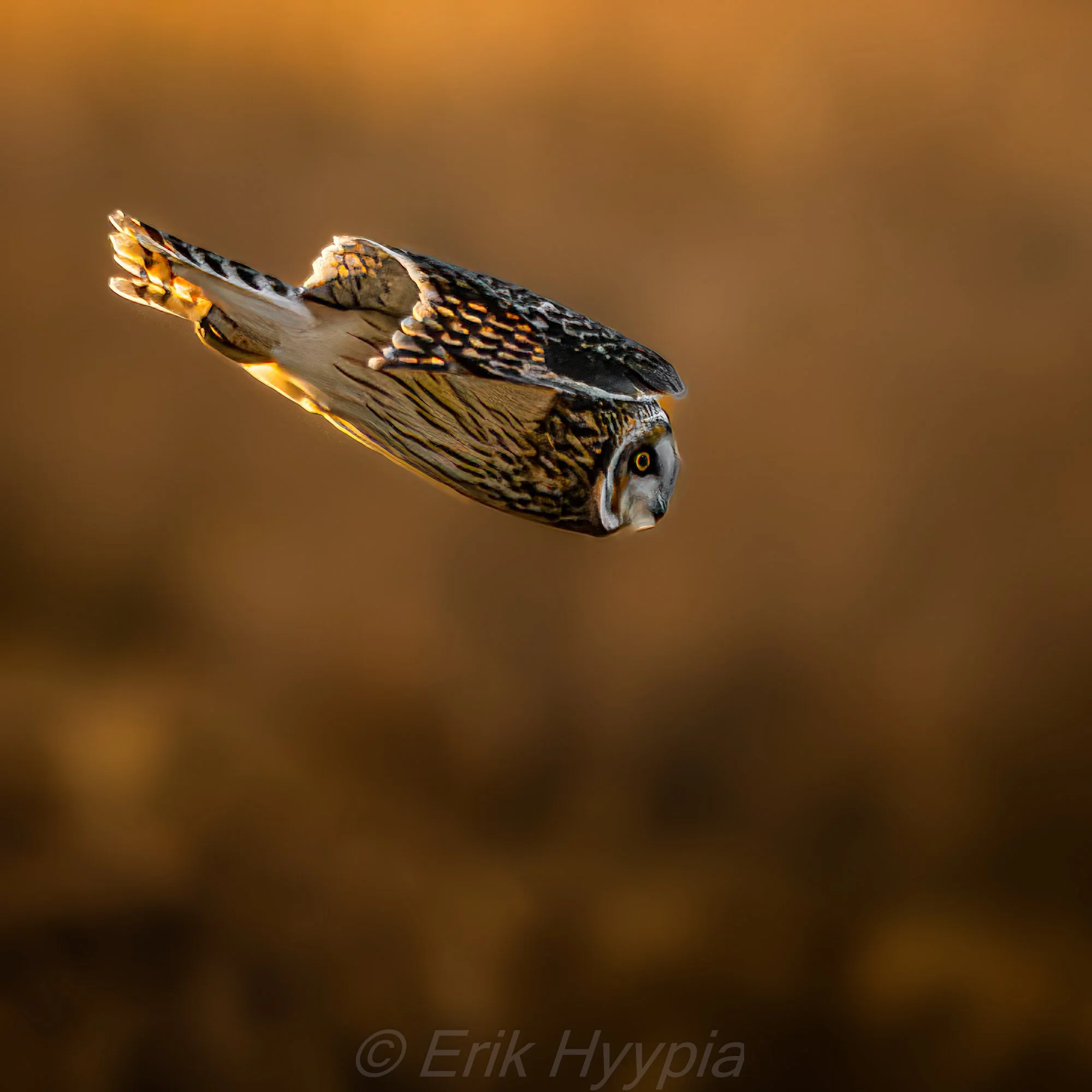 Short Eared Owl #6