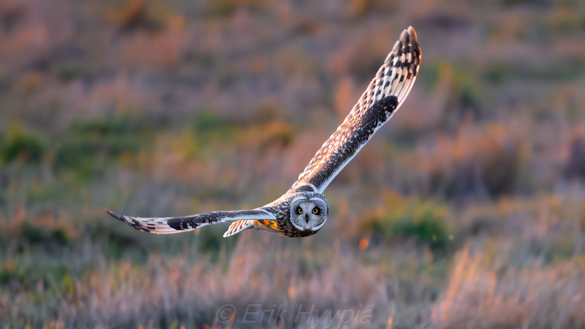 Short Eared Owl #1