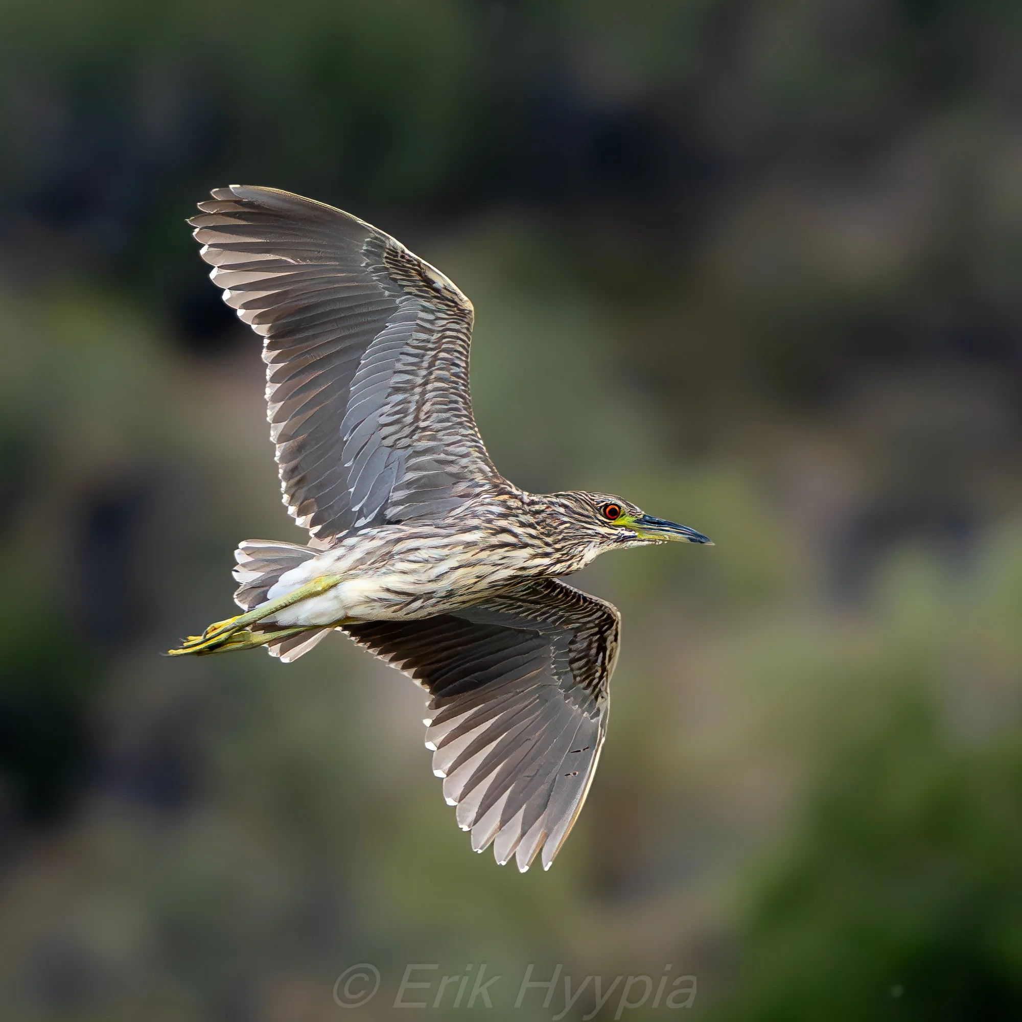 Black Crowned Night Heron #3