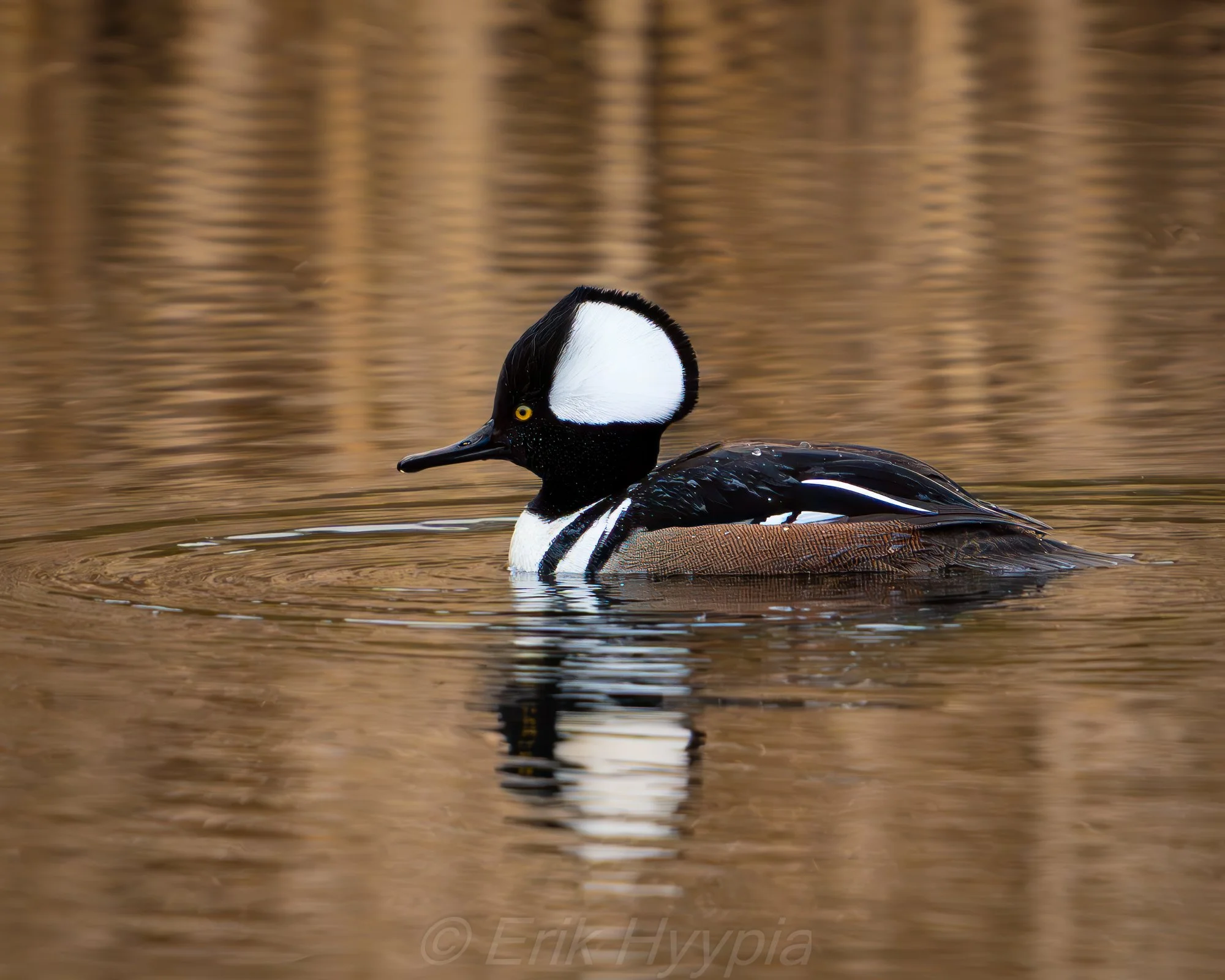 Hooded Merganser #4