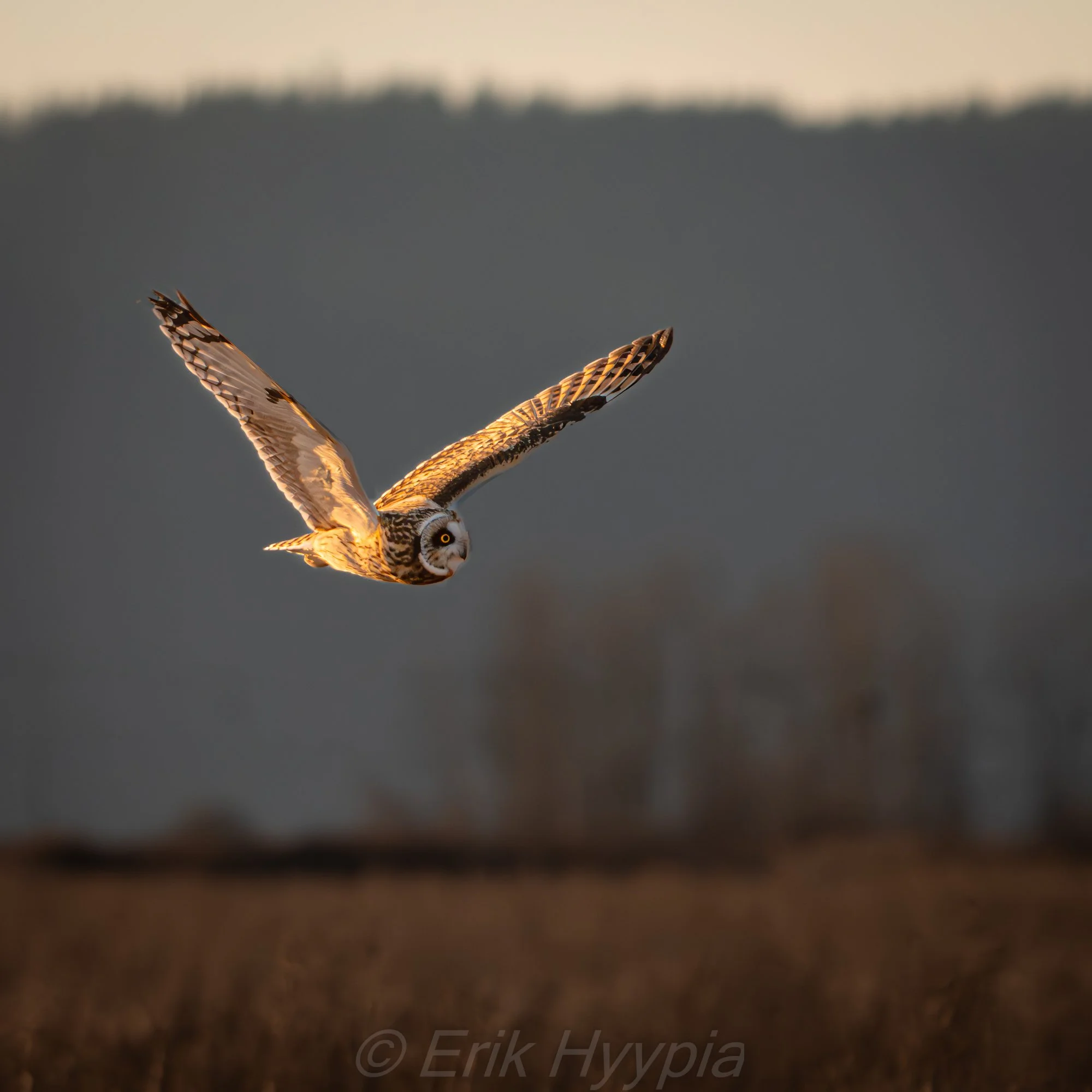Short Eared Owl