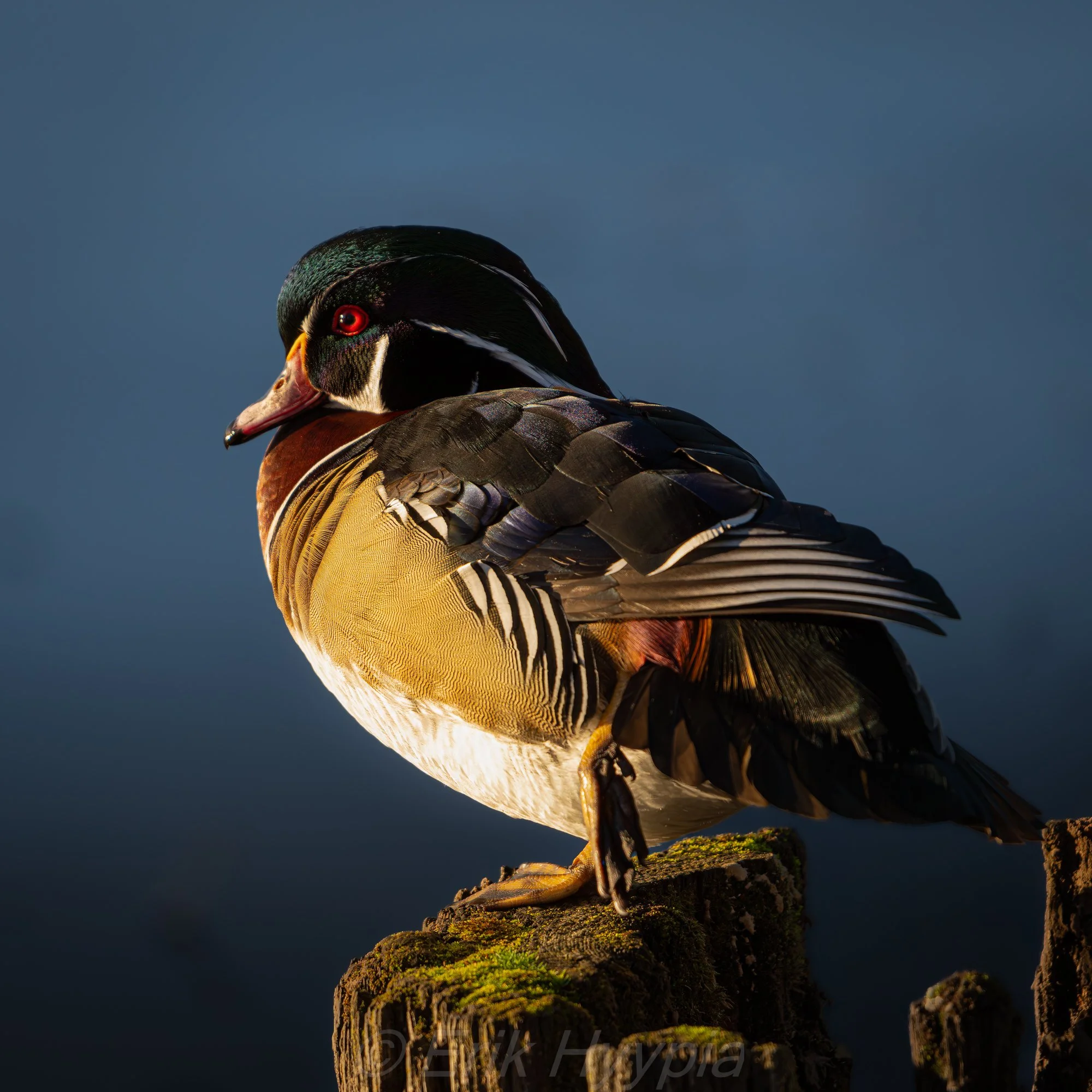 Wood Duck