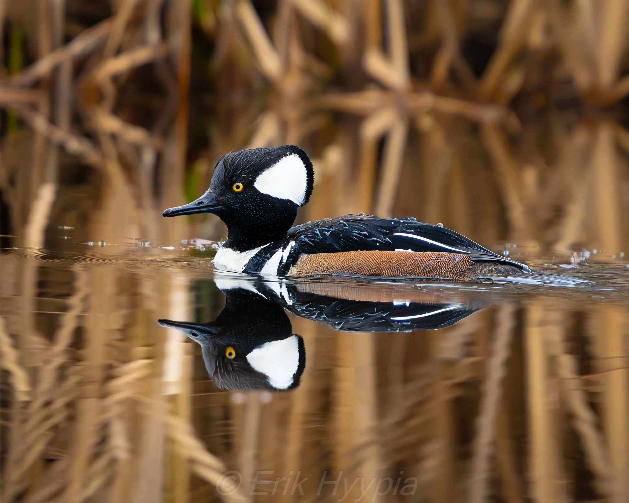 Hooded Merganser #1