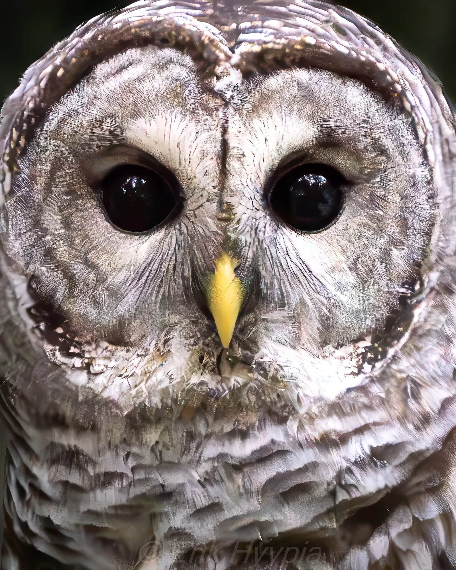 Barred Owl #3