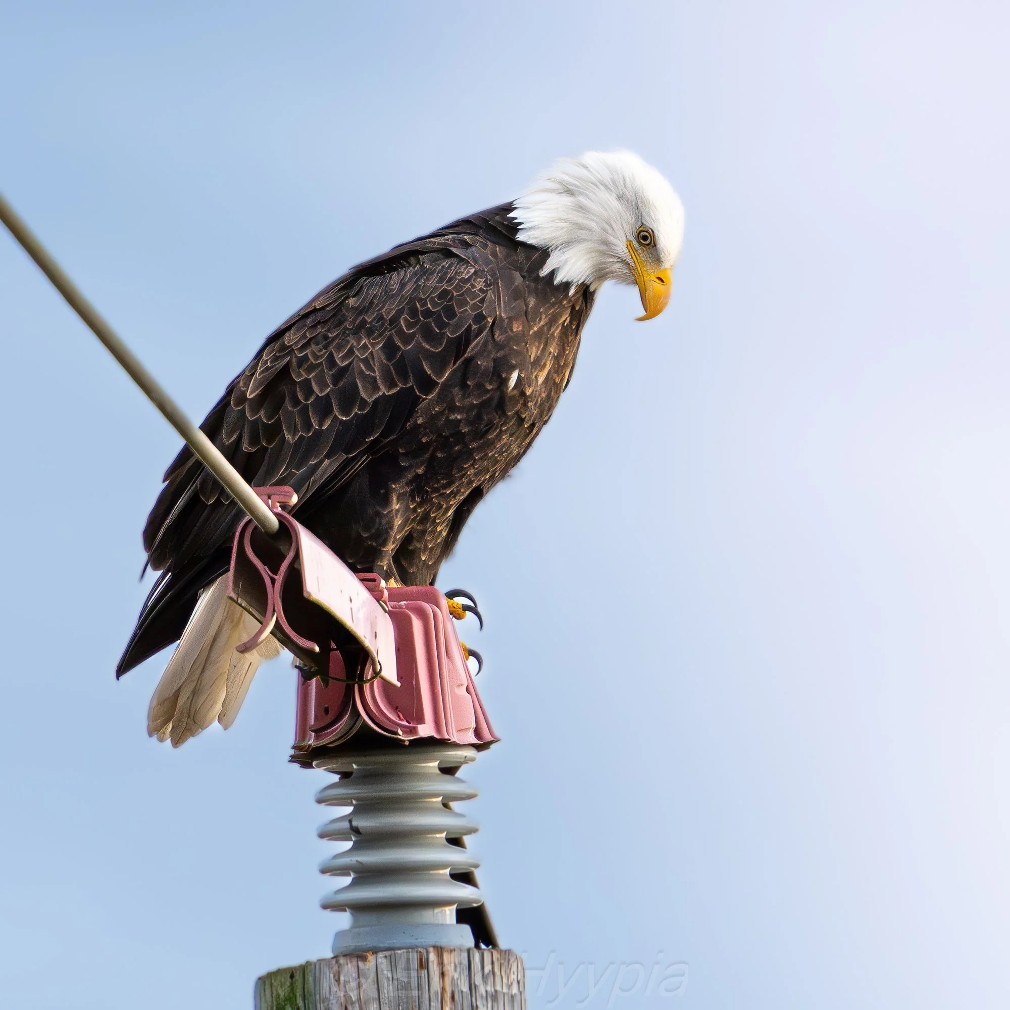 Bald Eagle