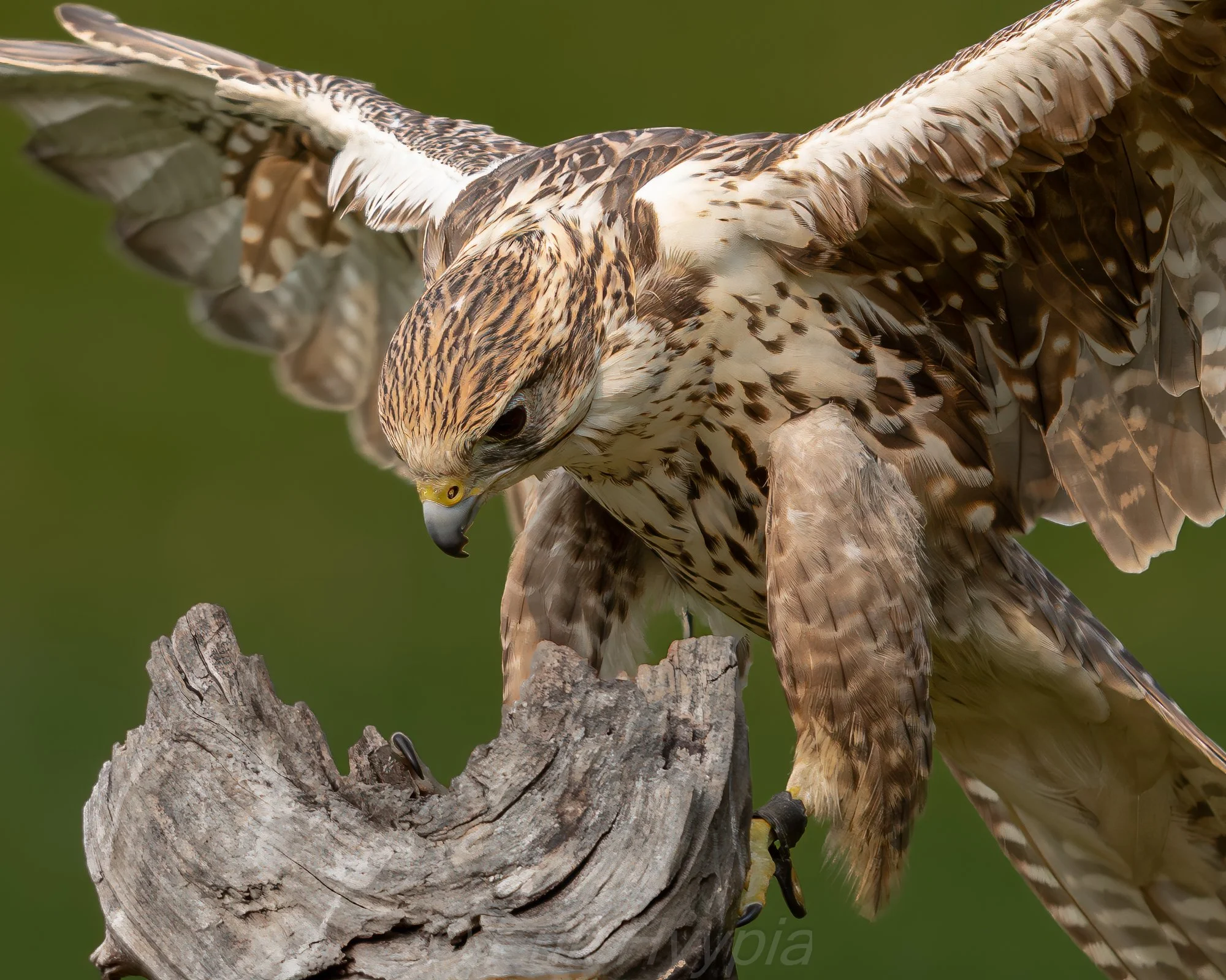 Saker Falcon