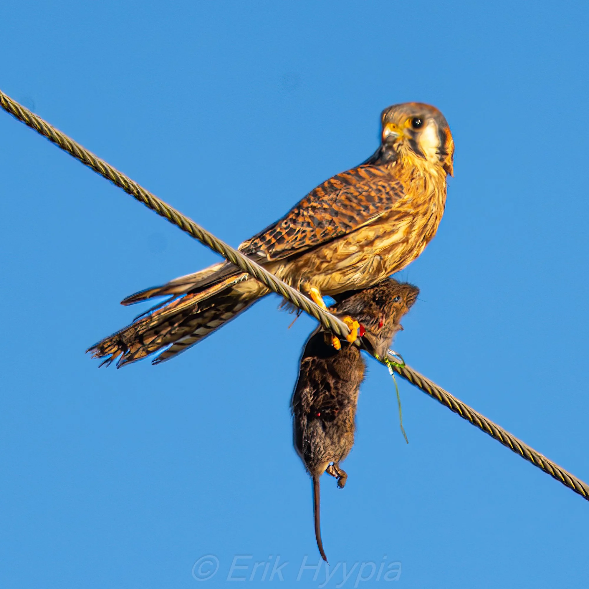 Kestrel and Vole