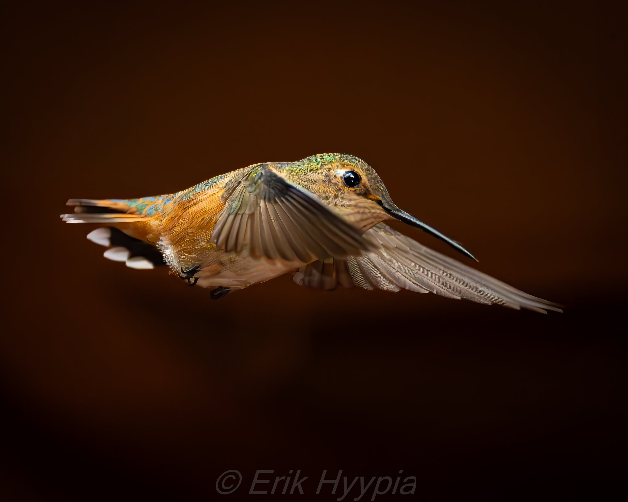 Rufous #3