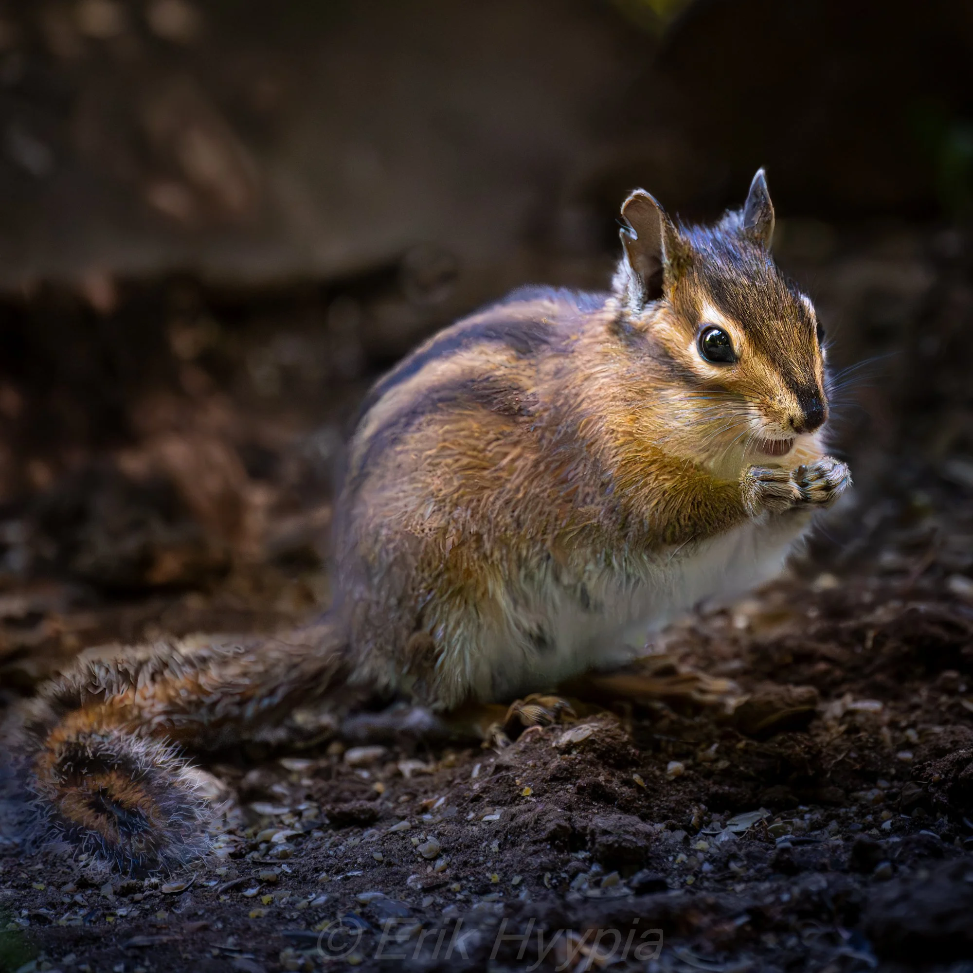 Chipmunk