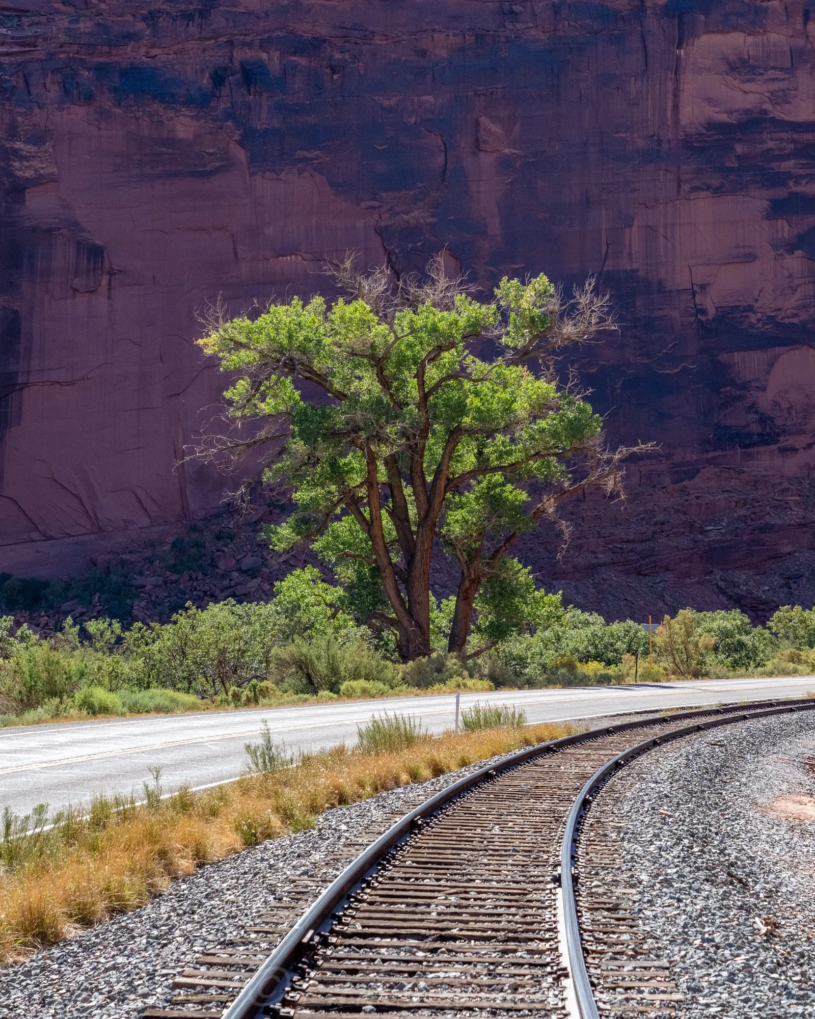 Cottonwood and Canyon
