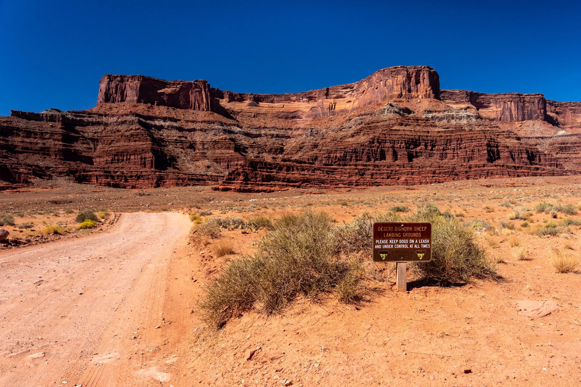 Bighorn Lambing Grounds