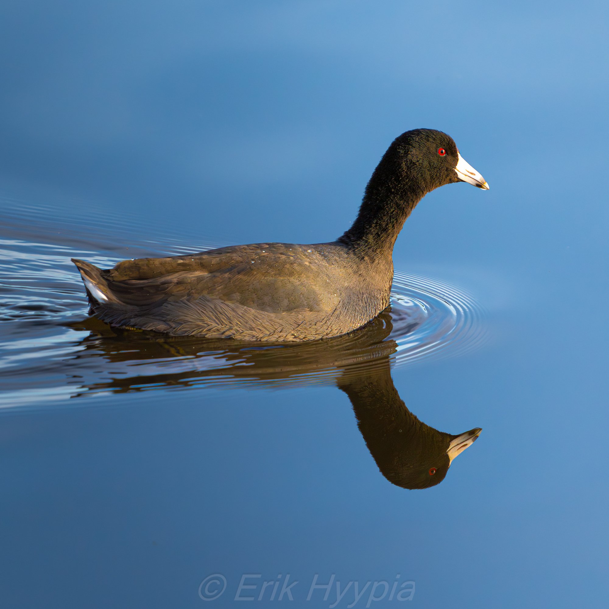 20231220-DSC08594 Coot Product Photo.jpg