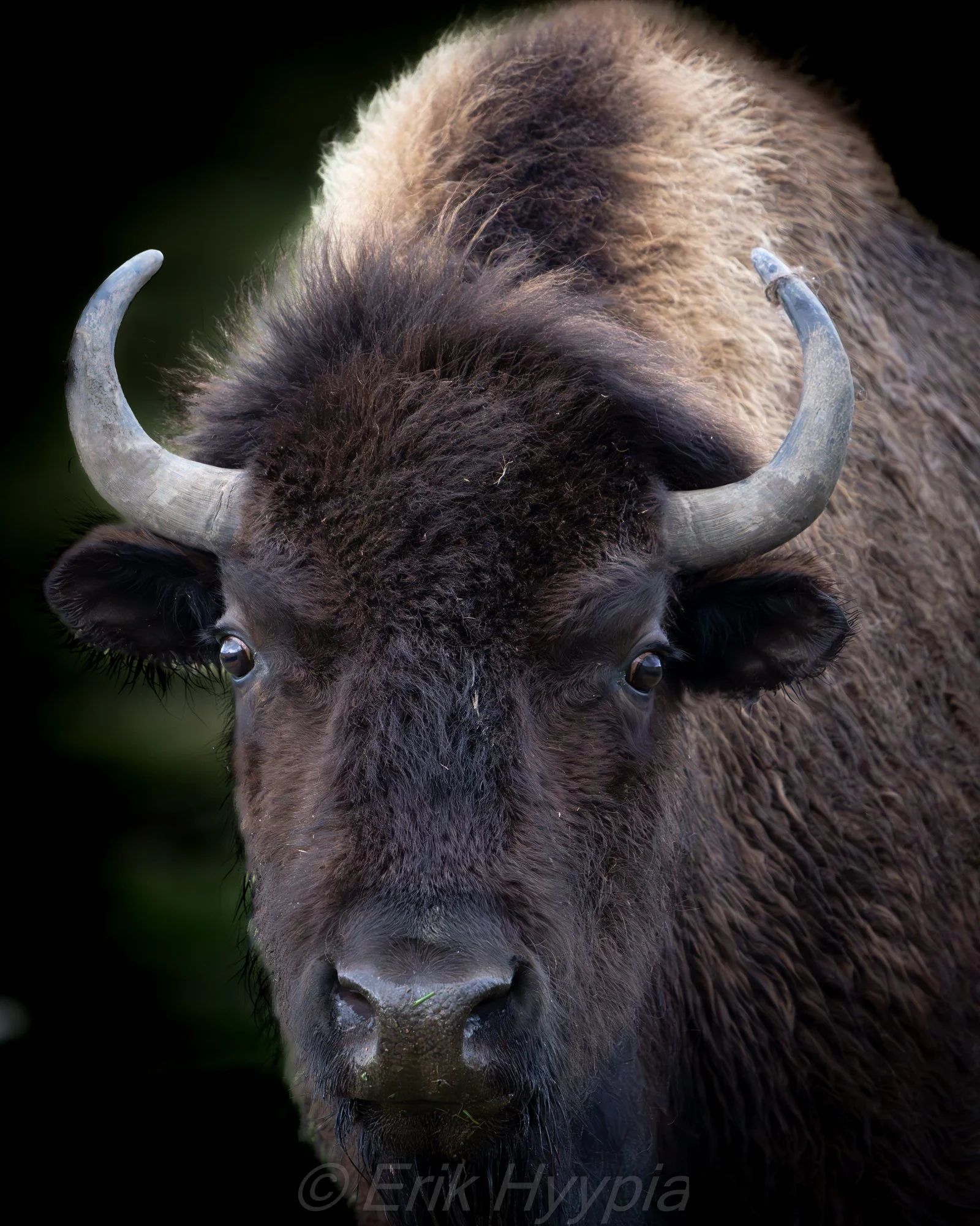 Bison