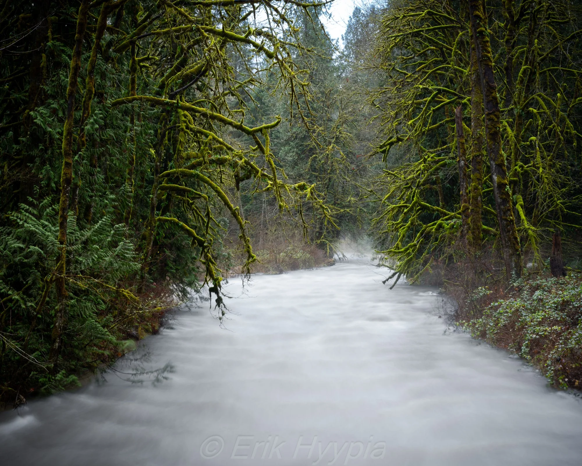 Raging River and Mossy Trees
