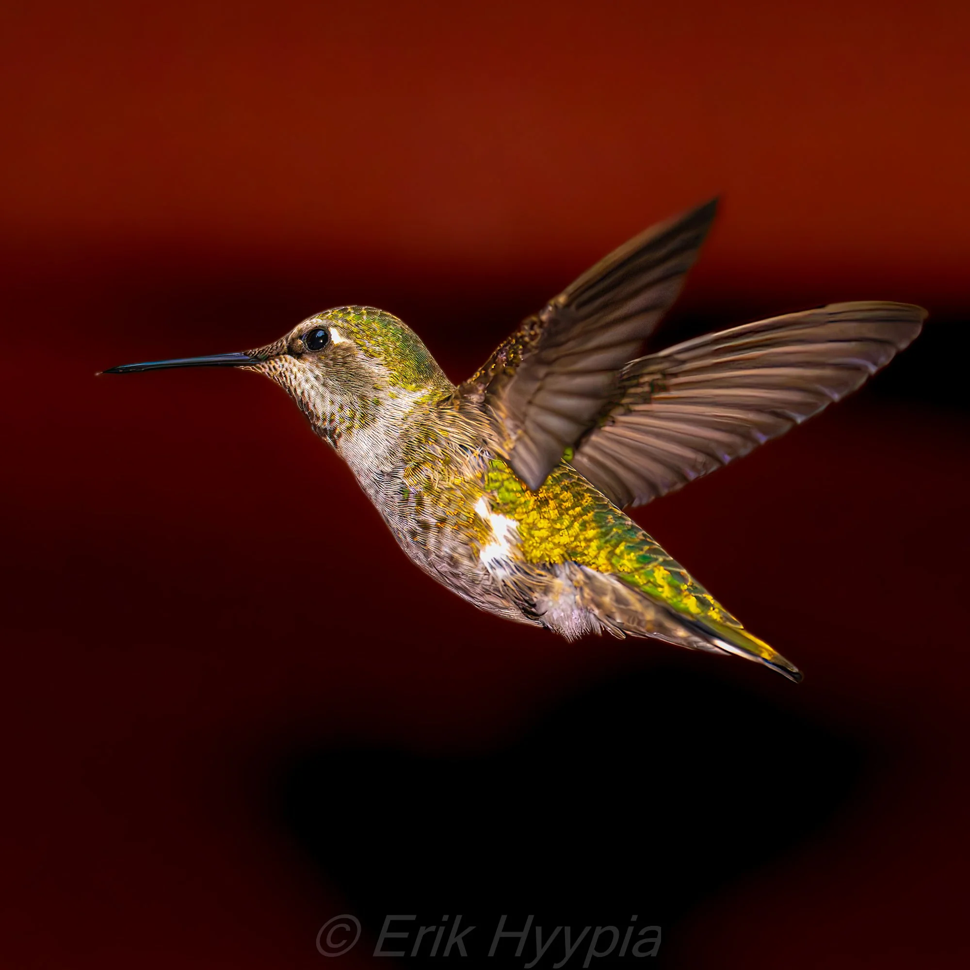 Annas Hummingbird