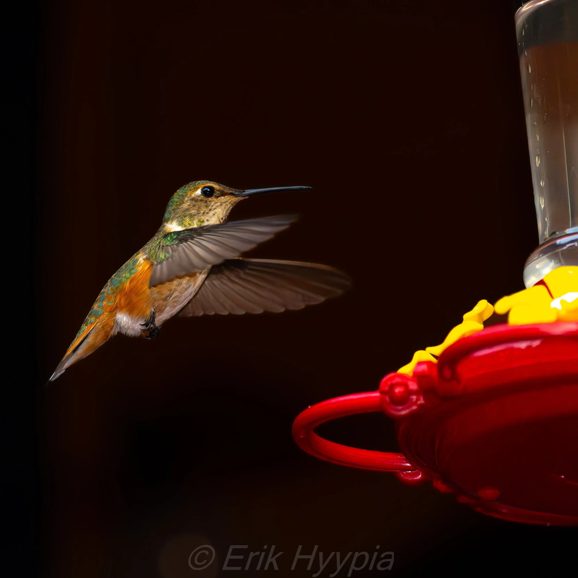 Rufous Hummingbird