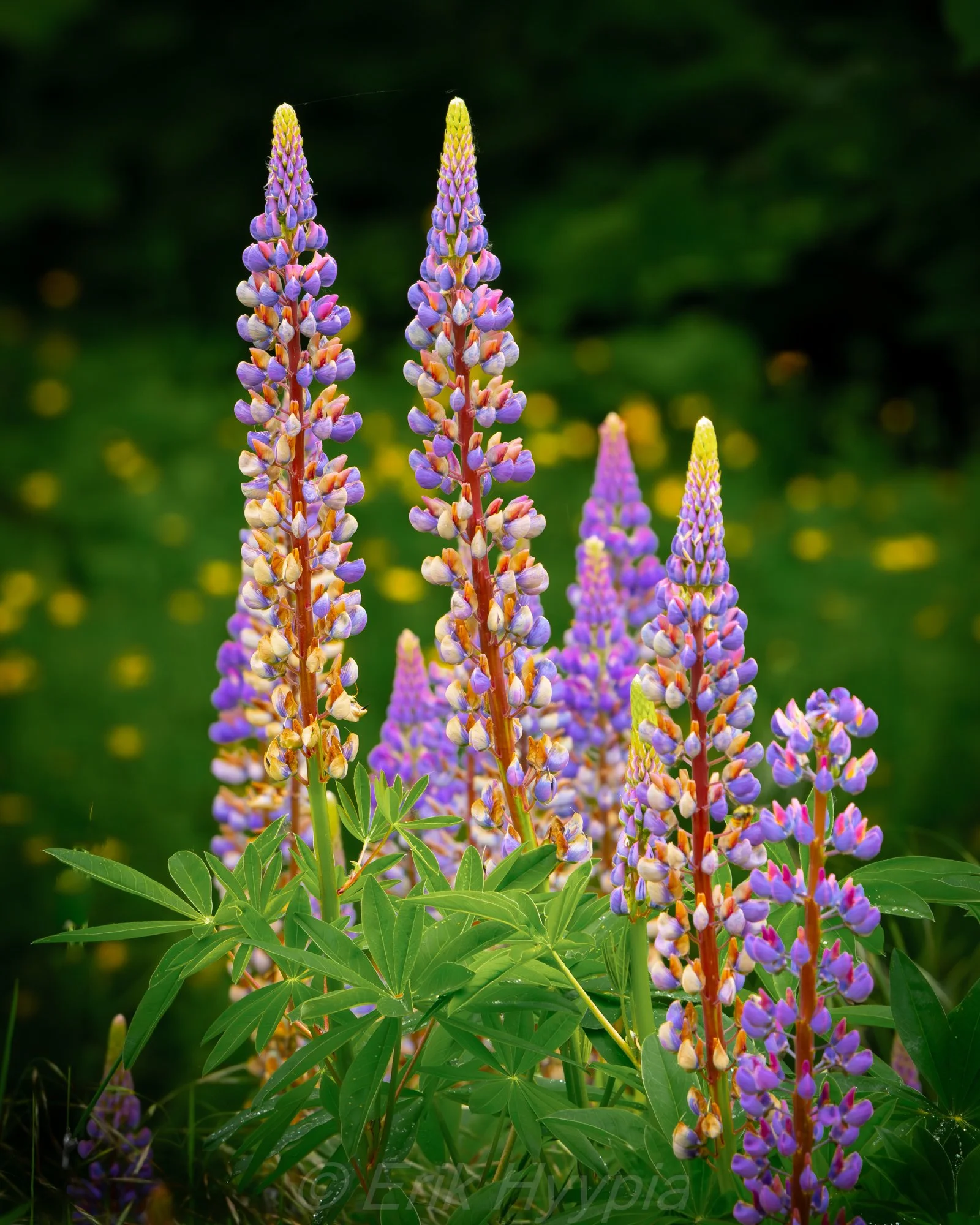 Lupine