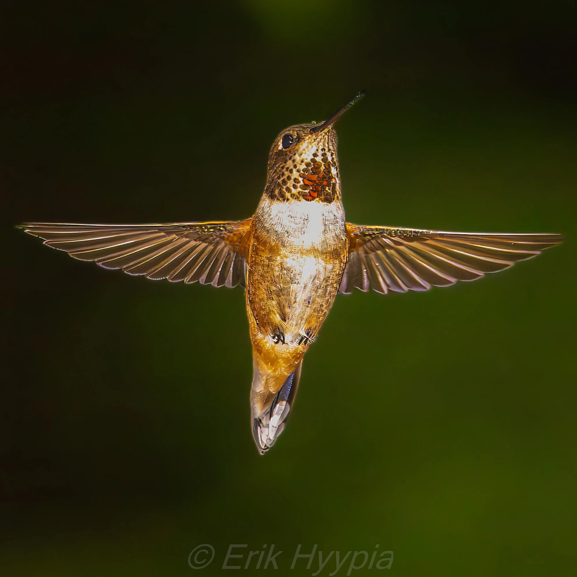 Rufous Hummingbird