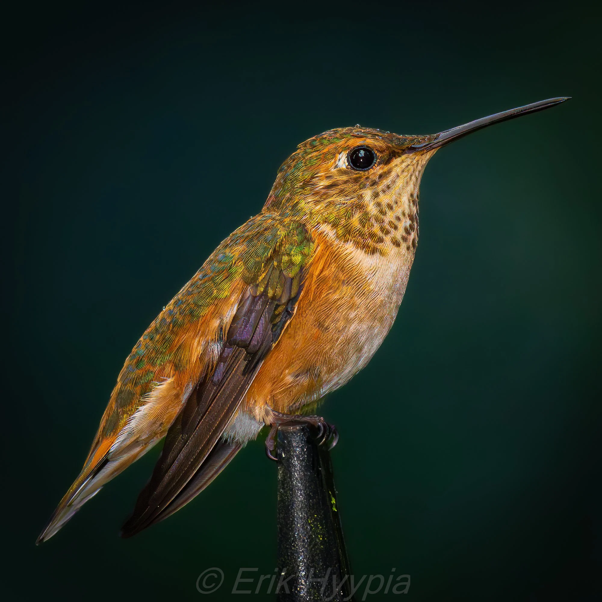 Rufous Hummingbird
