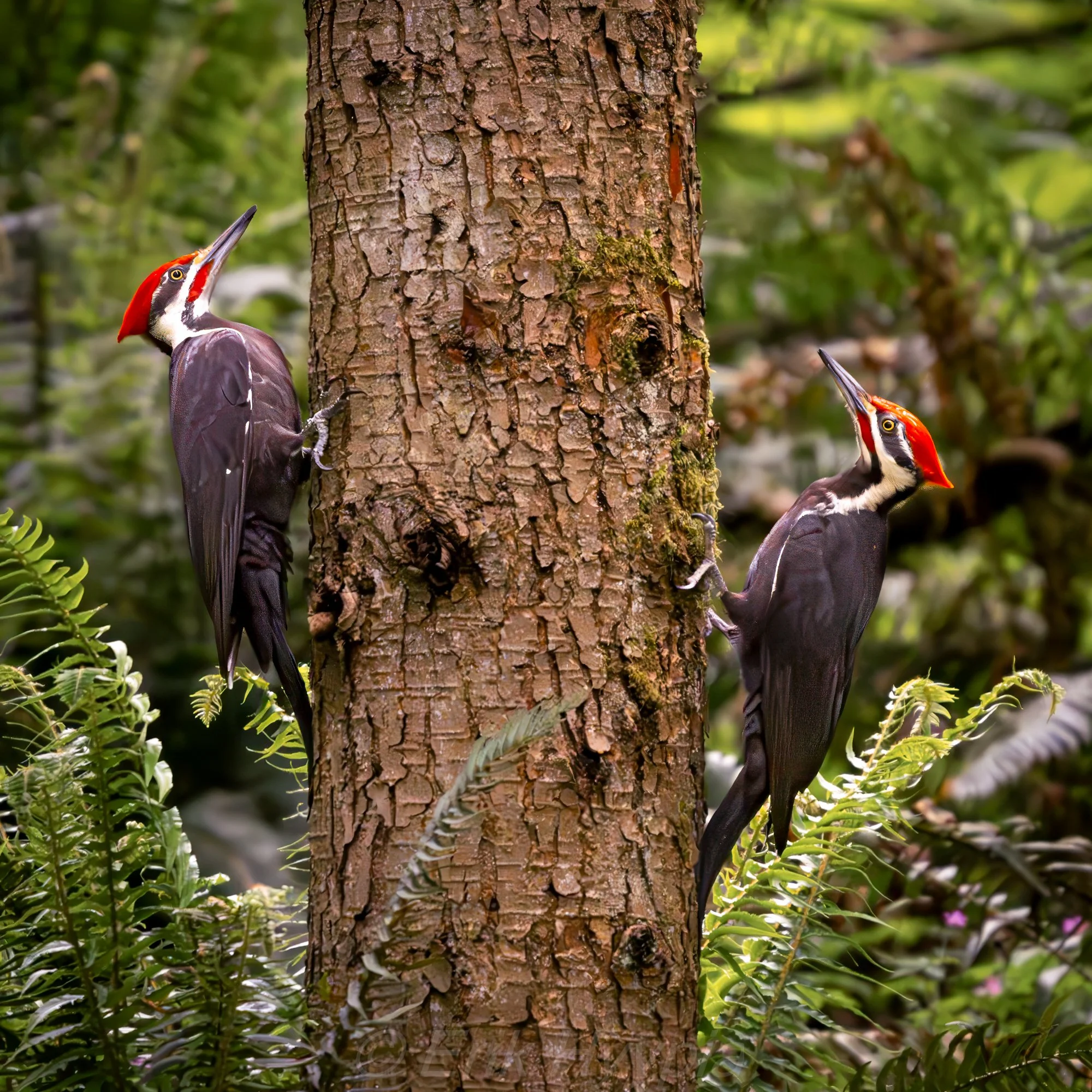 Pileated Woodpeckers