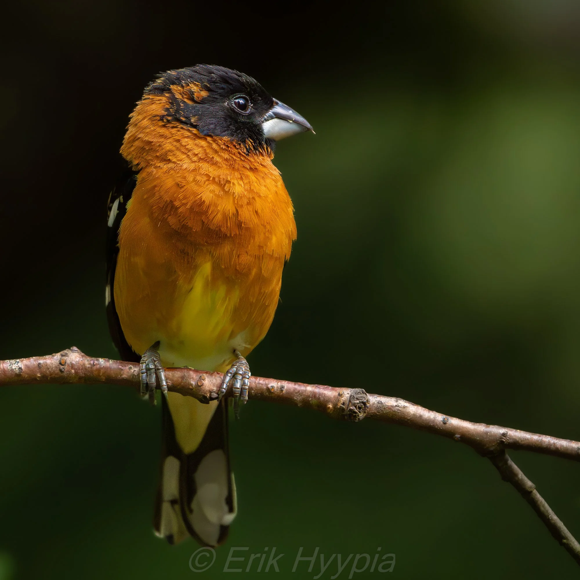 Black Headed Grosbeak