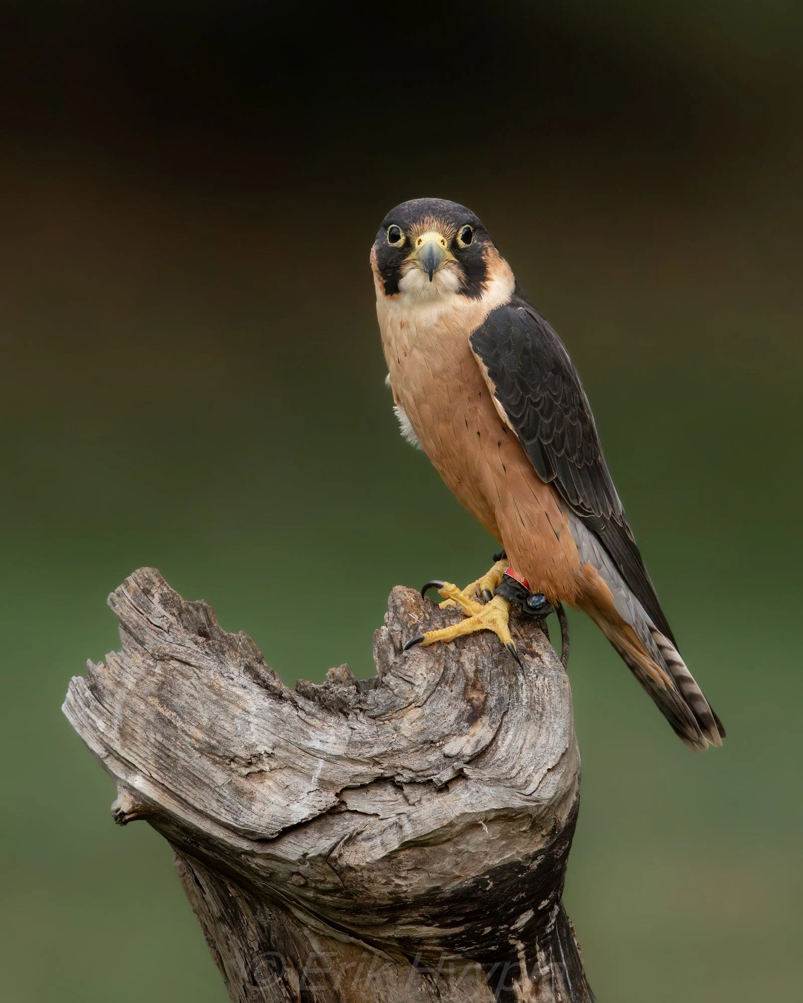 Taita Falcon