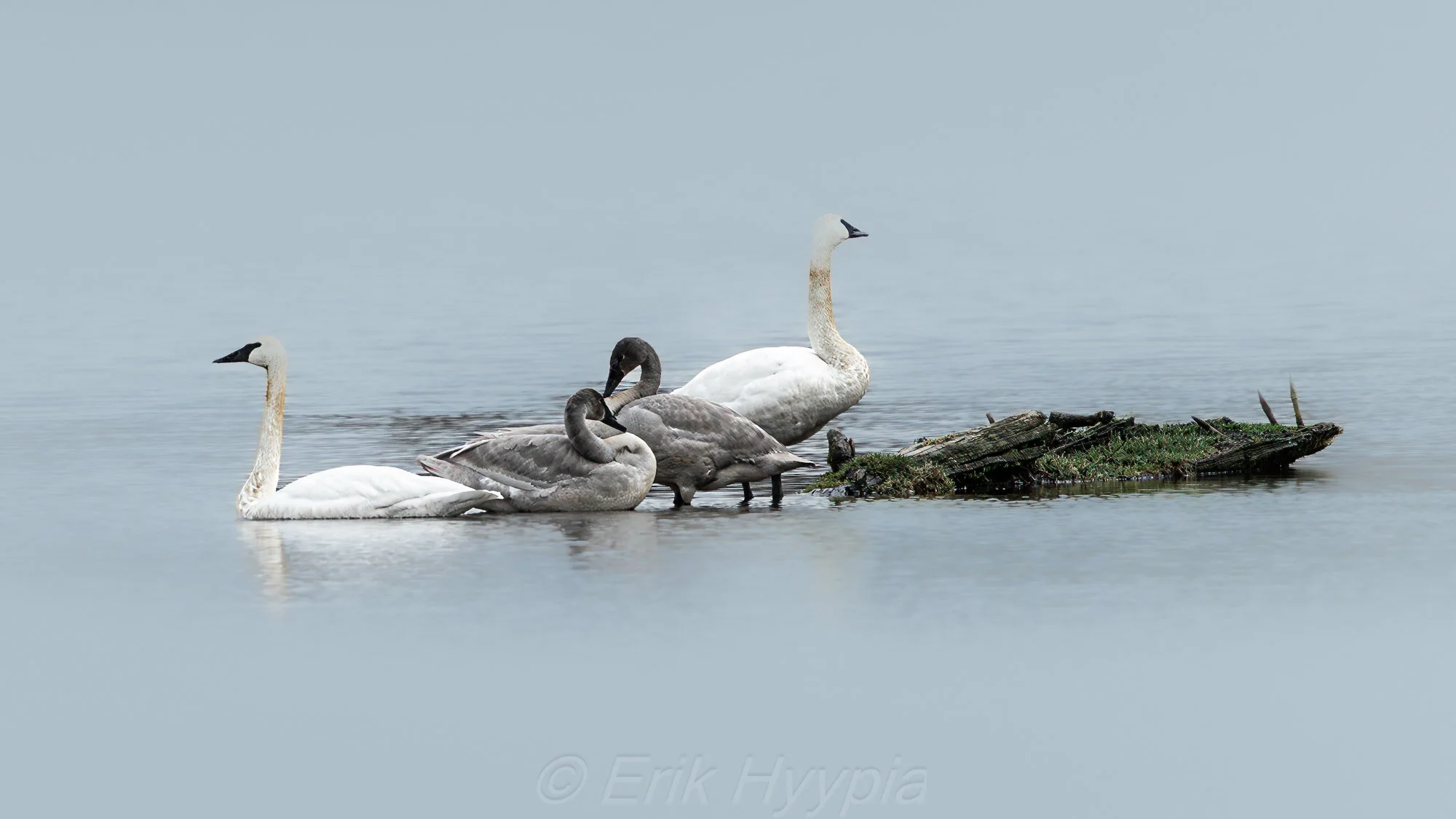 Trumpeter Swans