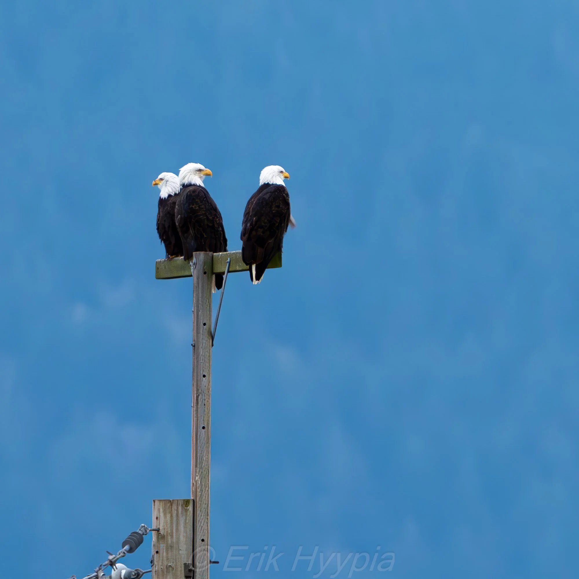 Bald Eagles