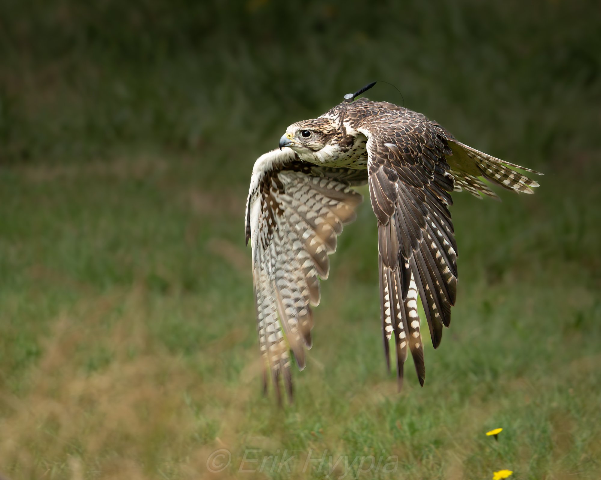Saker Falcon