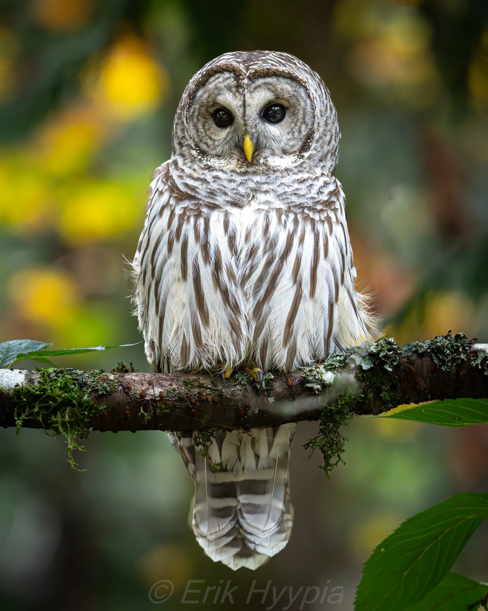 Barred Owl #1