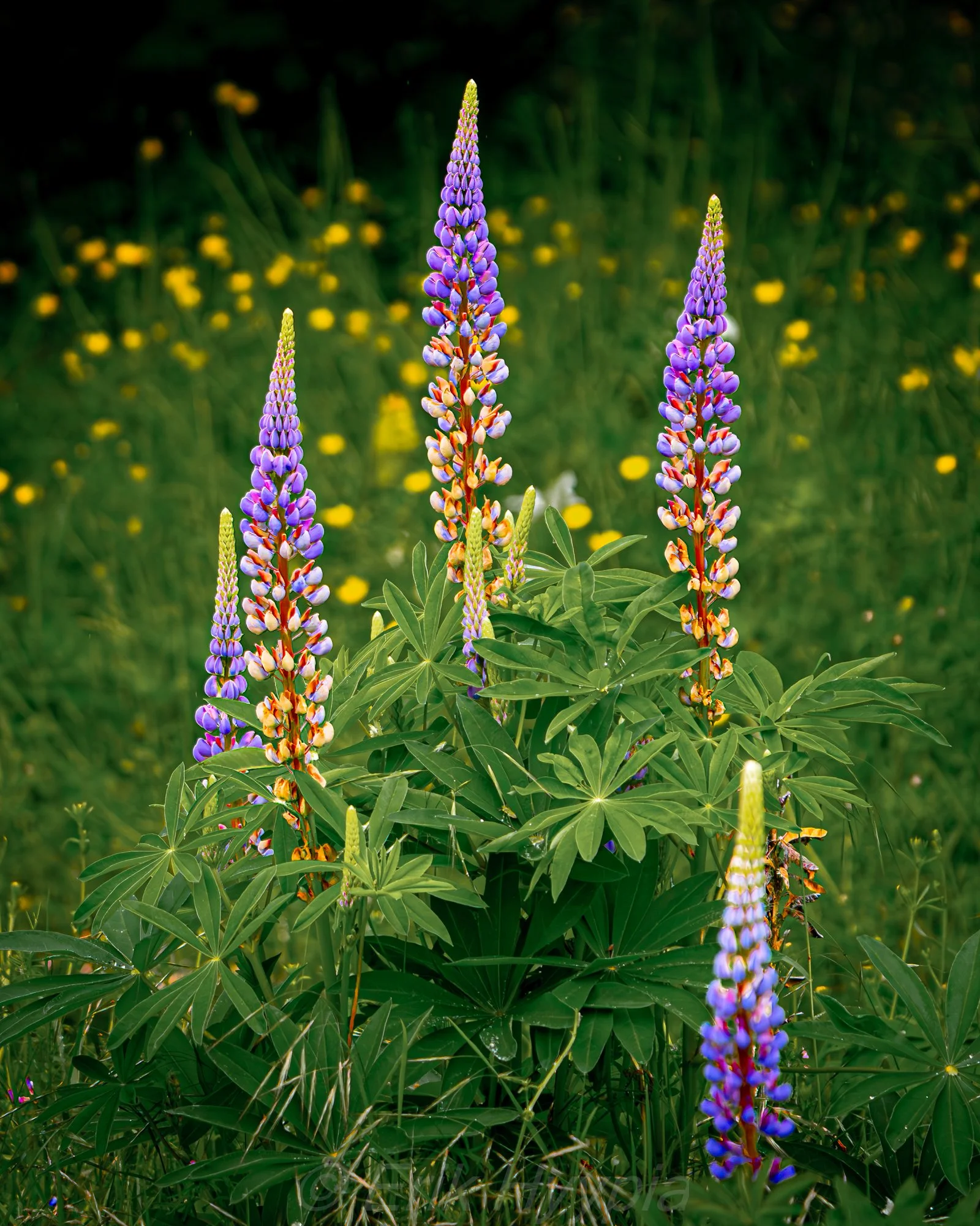 20240524-DSC02673 Lupine Product Photo.jpg