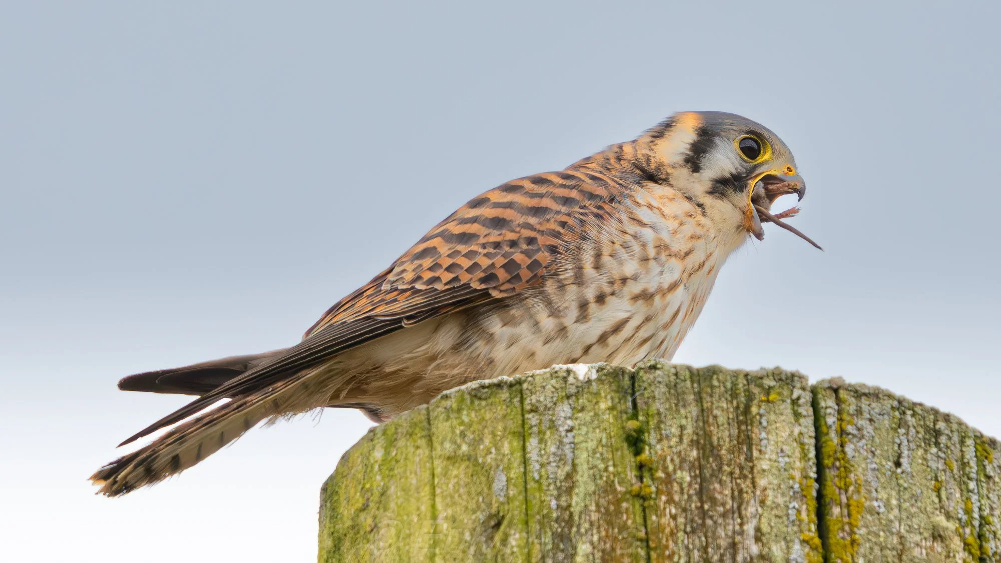 Kestrel and Vole #3