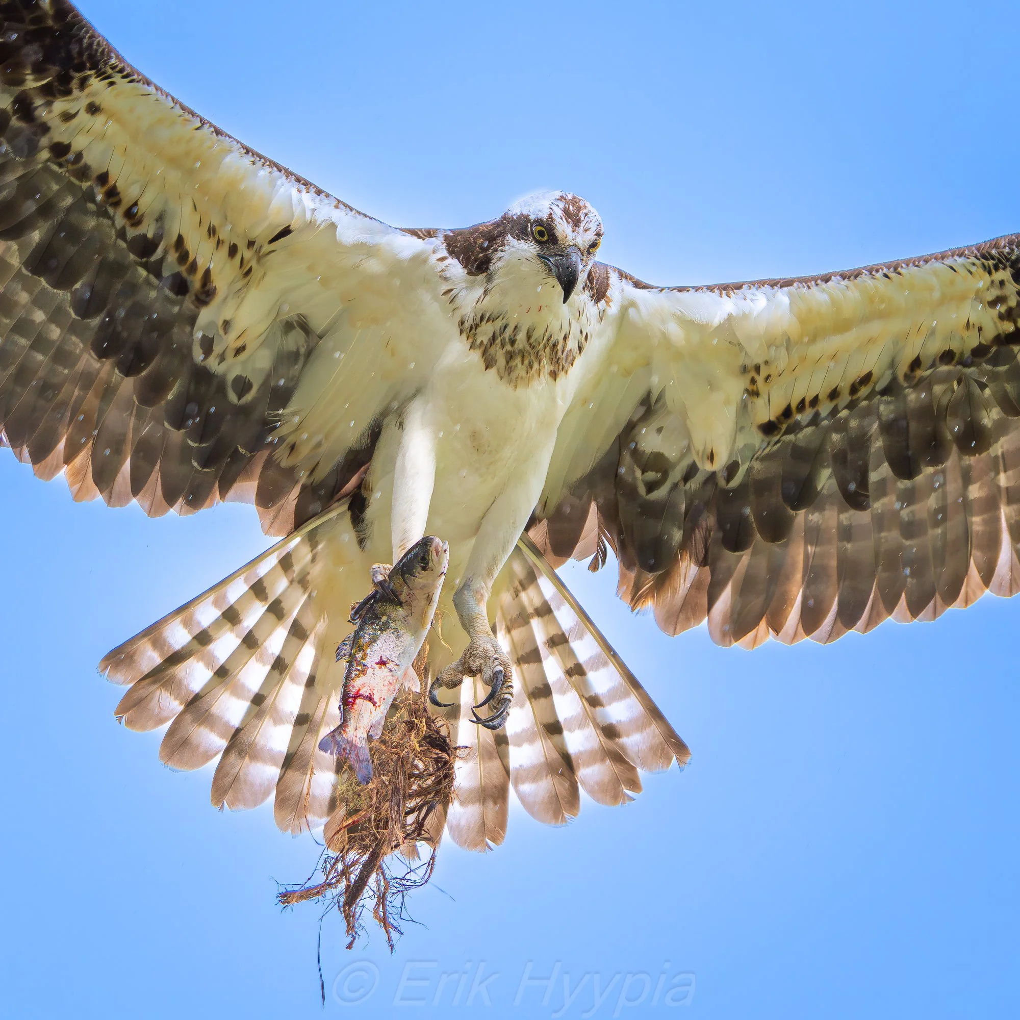Osprey #1