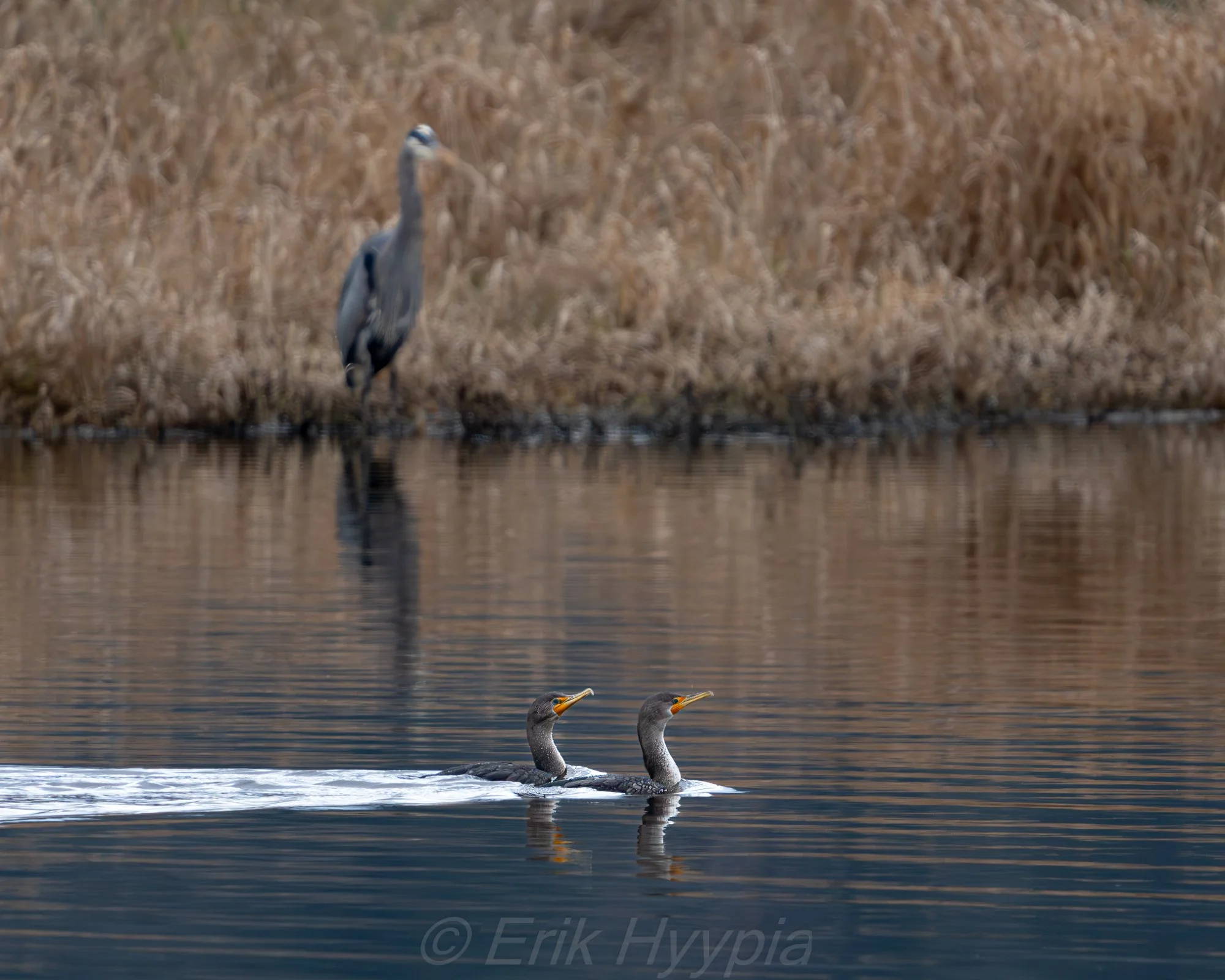Cormorants