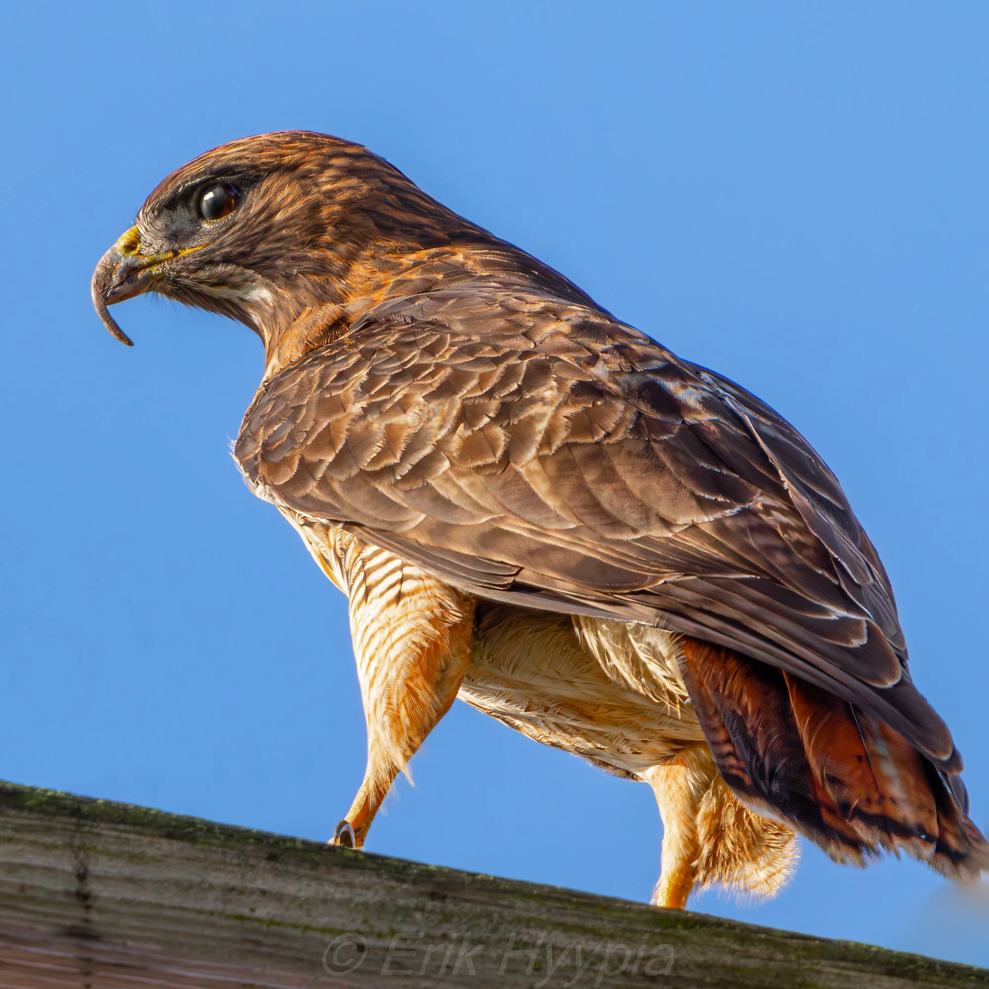 Redtail Hawk #1