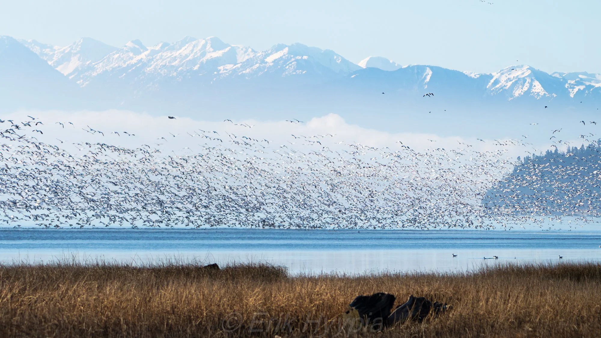 Snow Geese and the Olympic Mountains