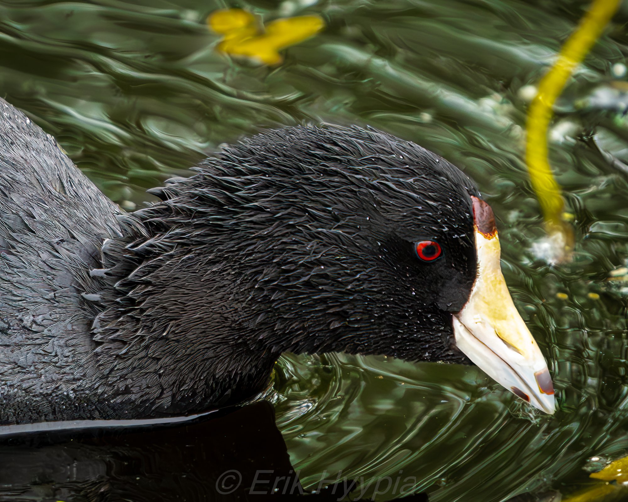 American Coot