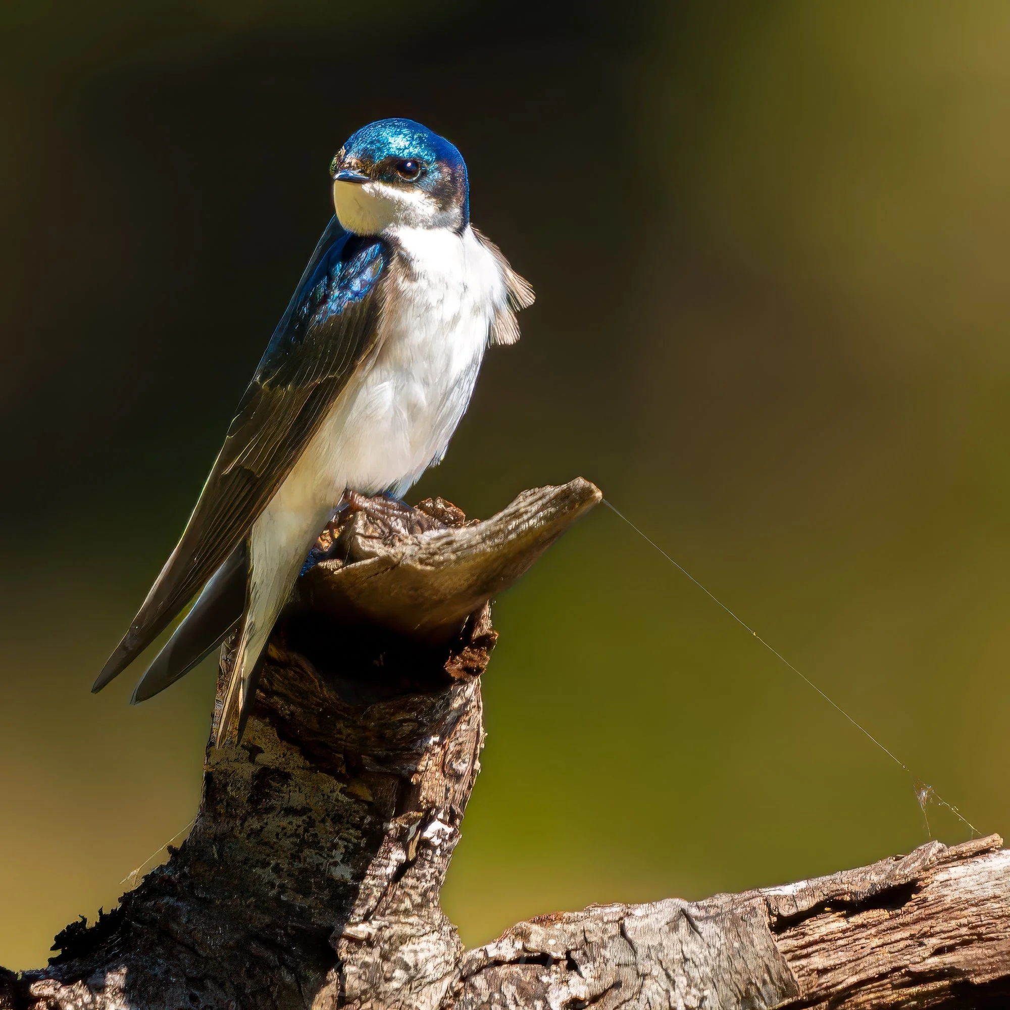 Tree Swallow